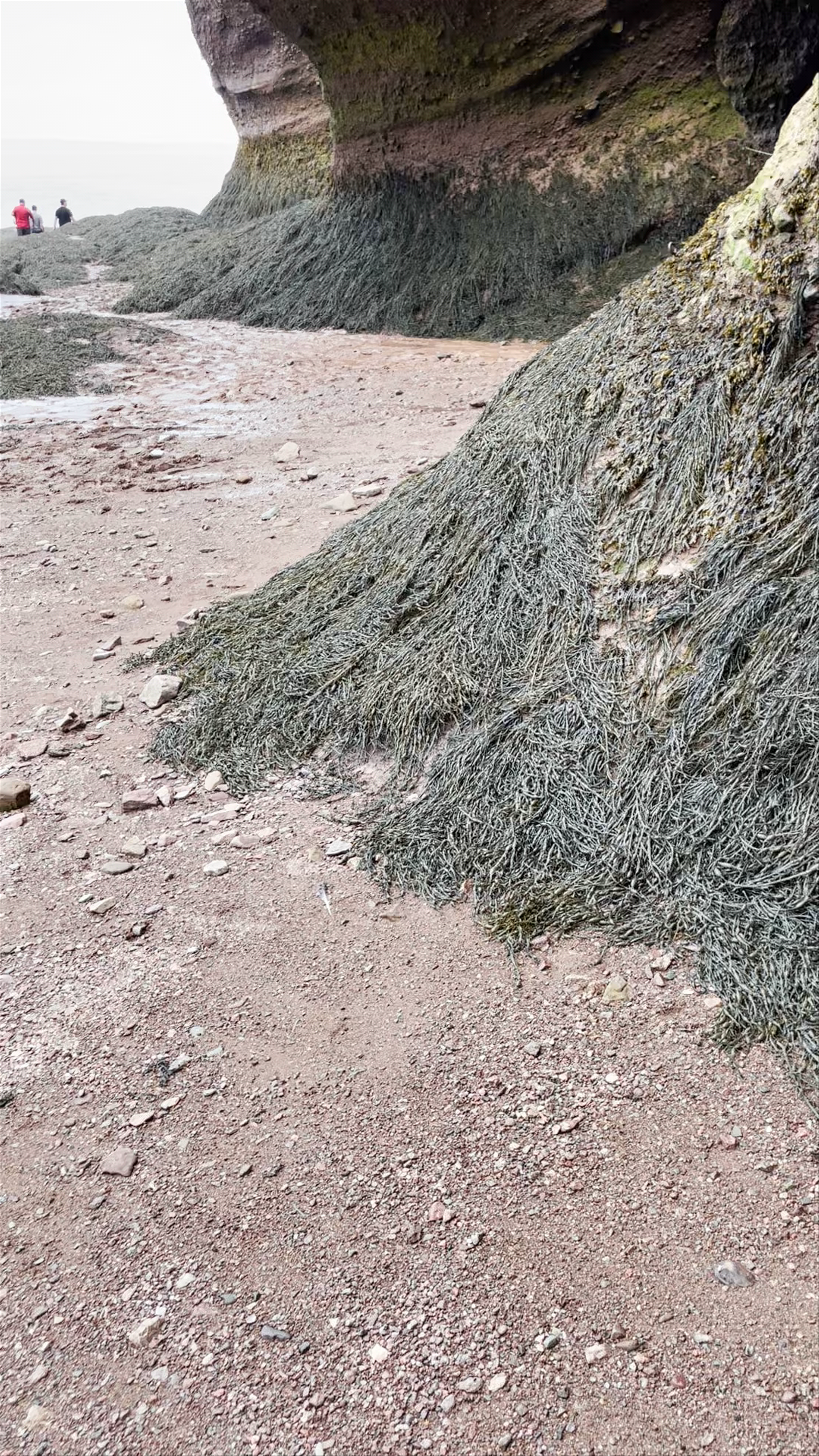 Hopewell Rocks Provincial Park