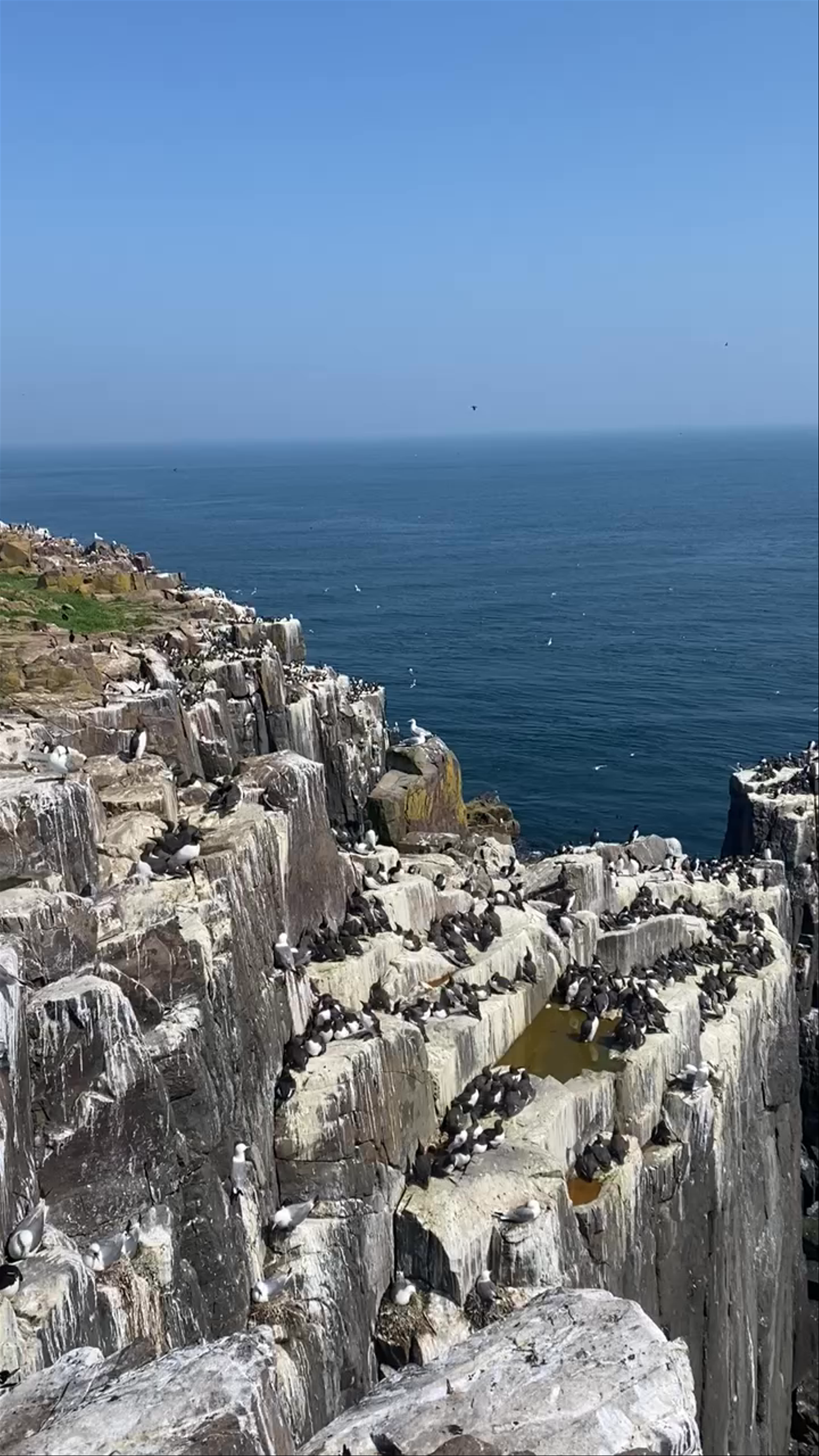 Inner Farne Lighthouse Bird Colony: Awe-Inspiring Coastal Wildlife in North Sunderland