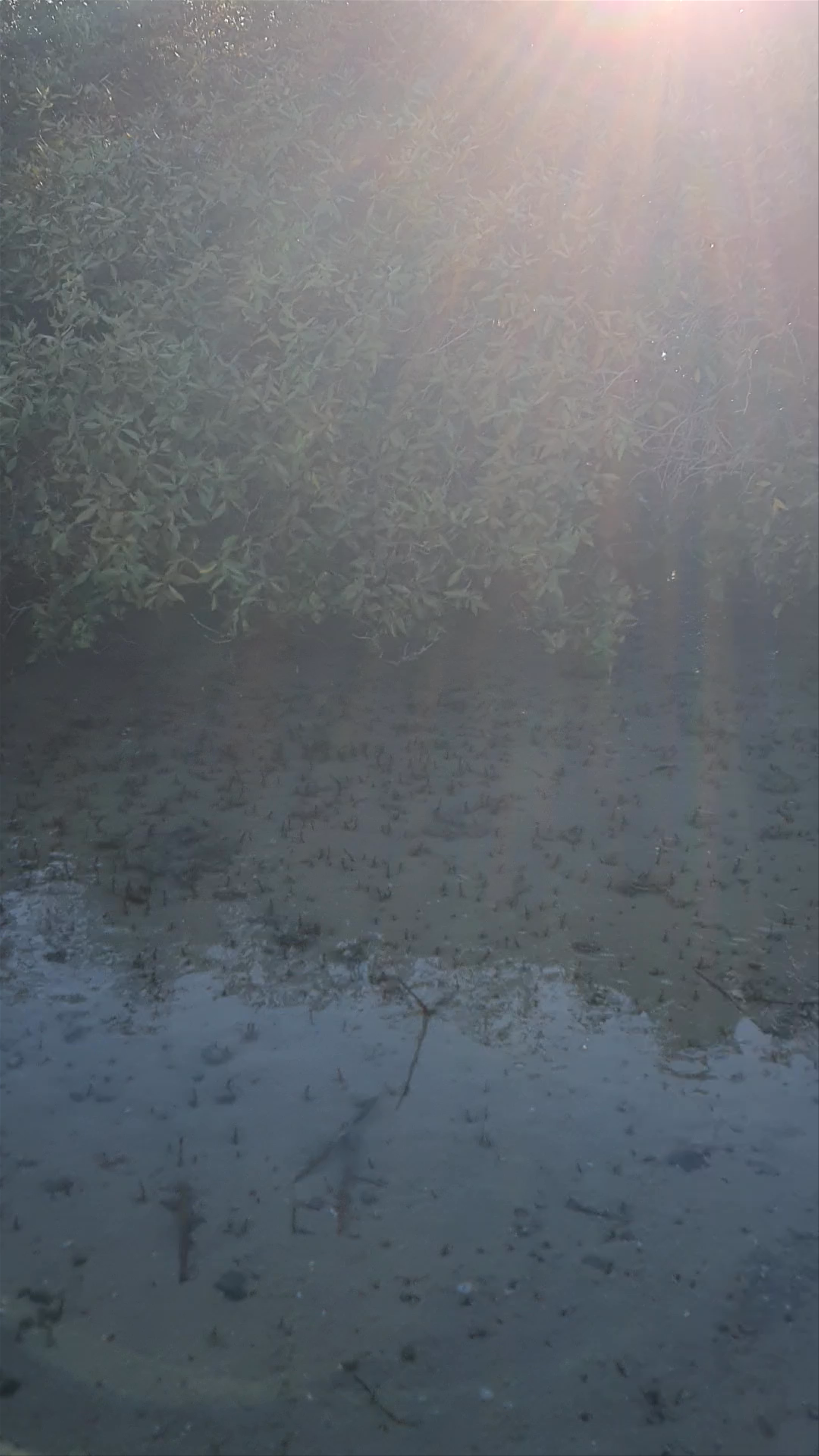 Mangrove Bay
