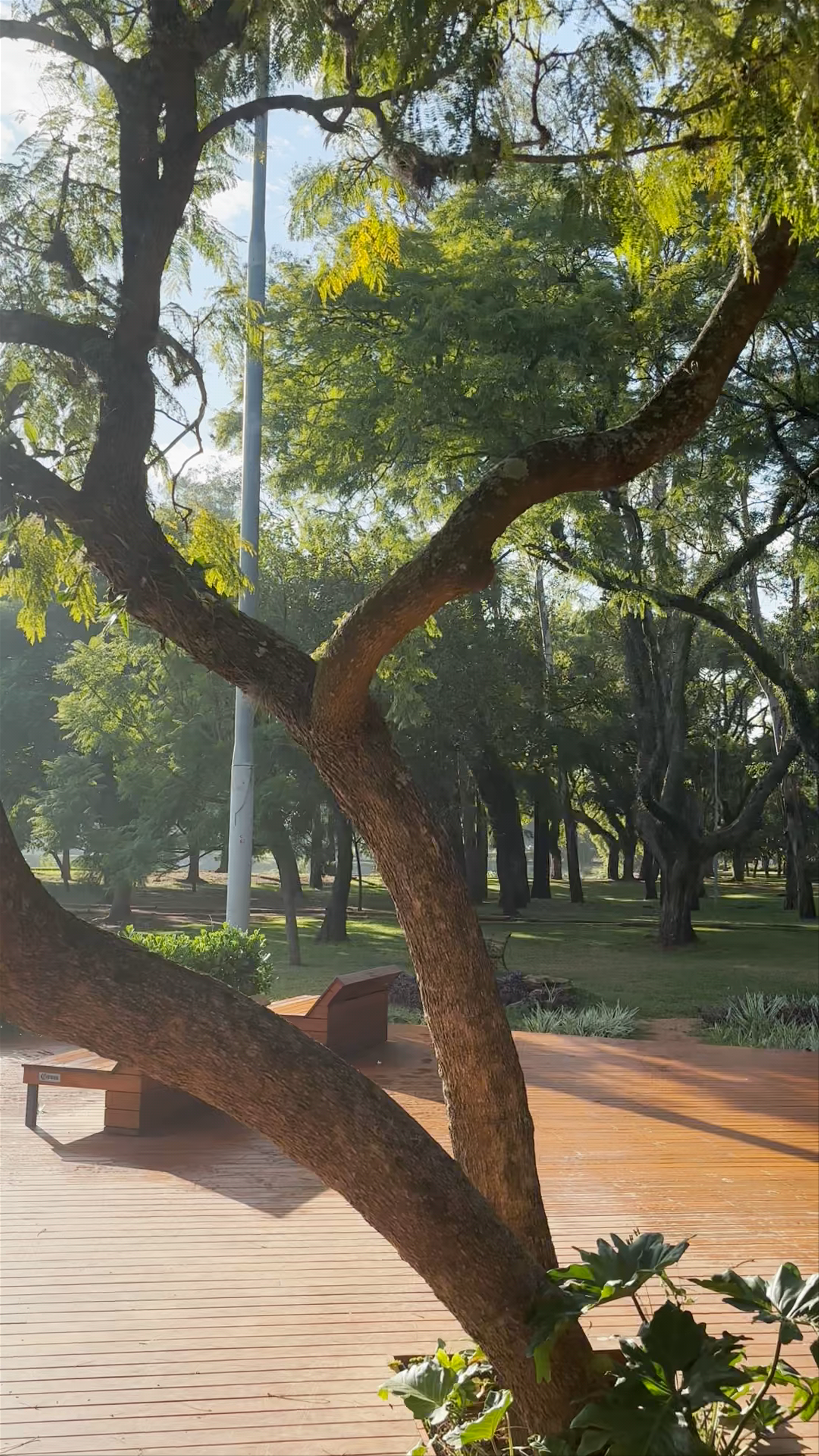 Morning Serenity at Parque Ibirapuera, São Paulo