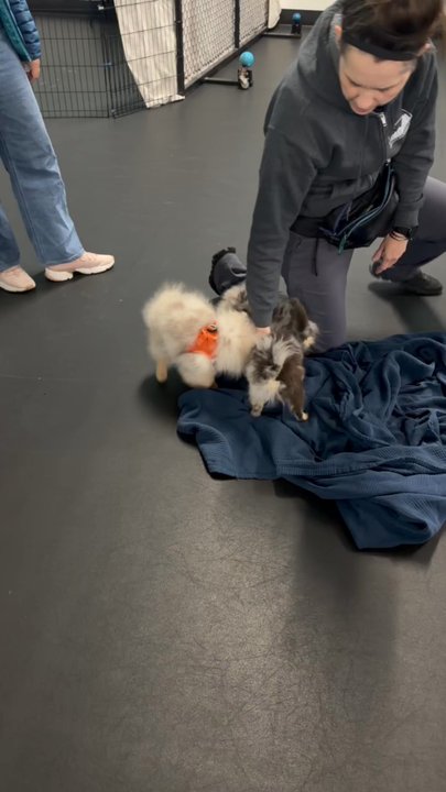 Ahimsa Dog Training - Puppy Play Date - Pet Training Near Me - Seattle, Washington