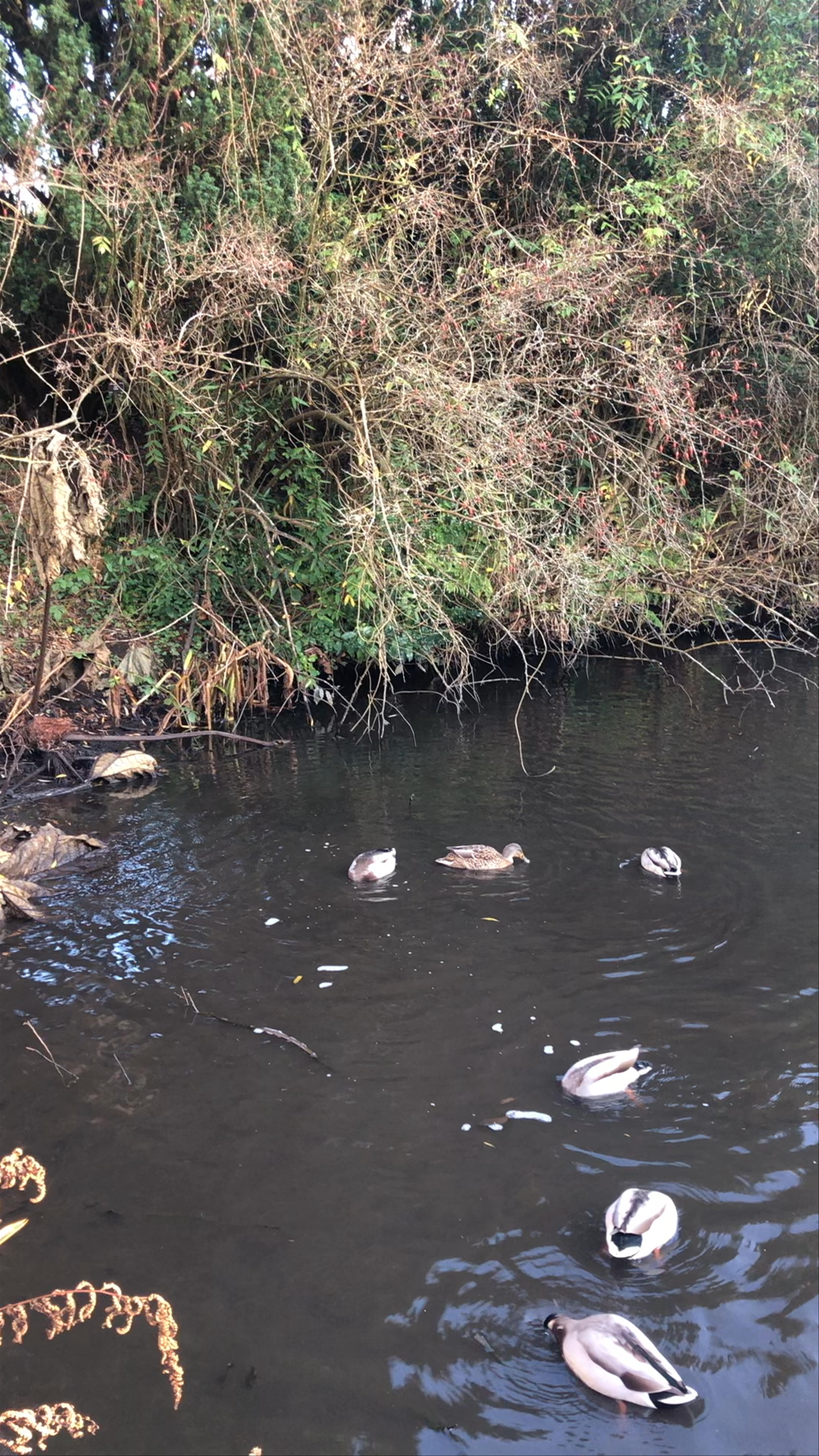 Peaceful Winter Wildlife at Royal Botanic Garden Edinburgh