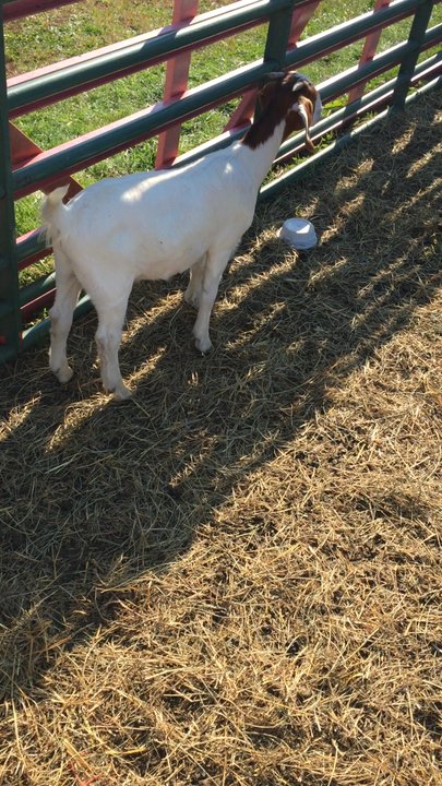 Malabar Farm State Park - Goats! - Landmarks & Historical Buildings Near Me - Lucas, Ohio