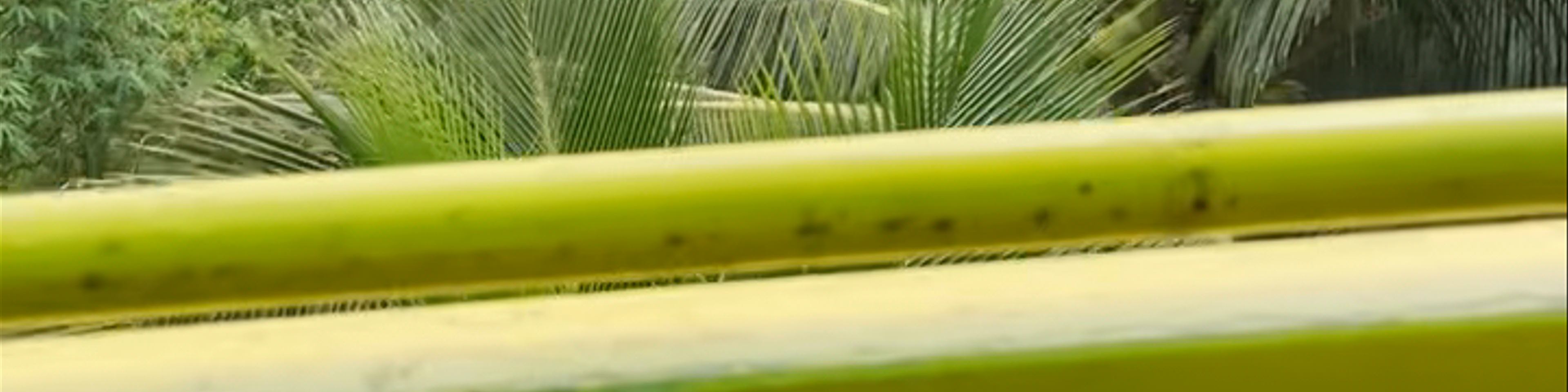 Loboc
