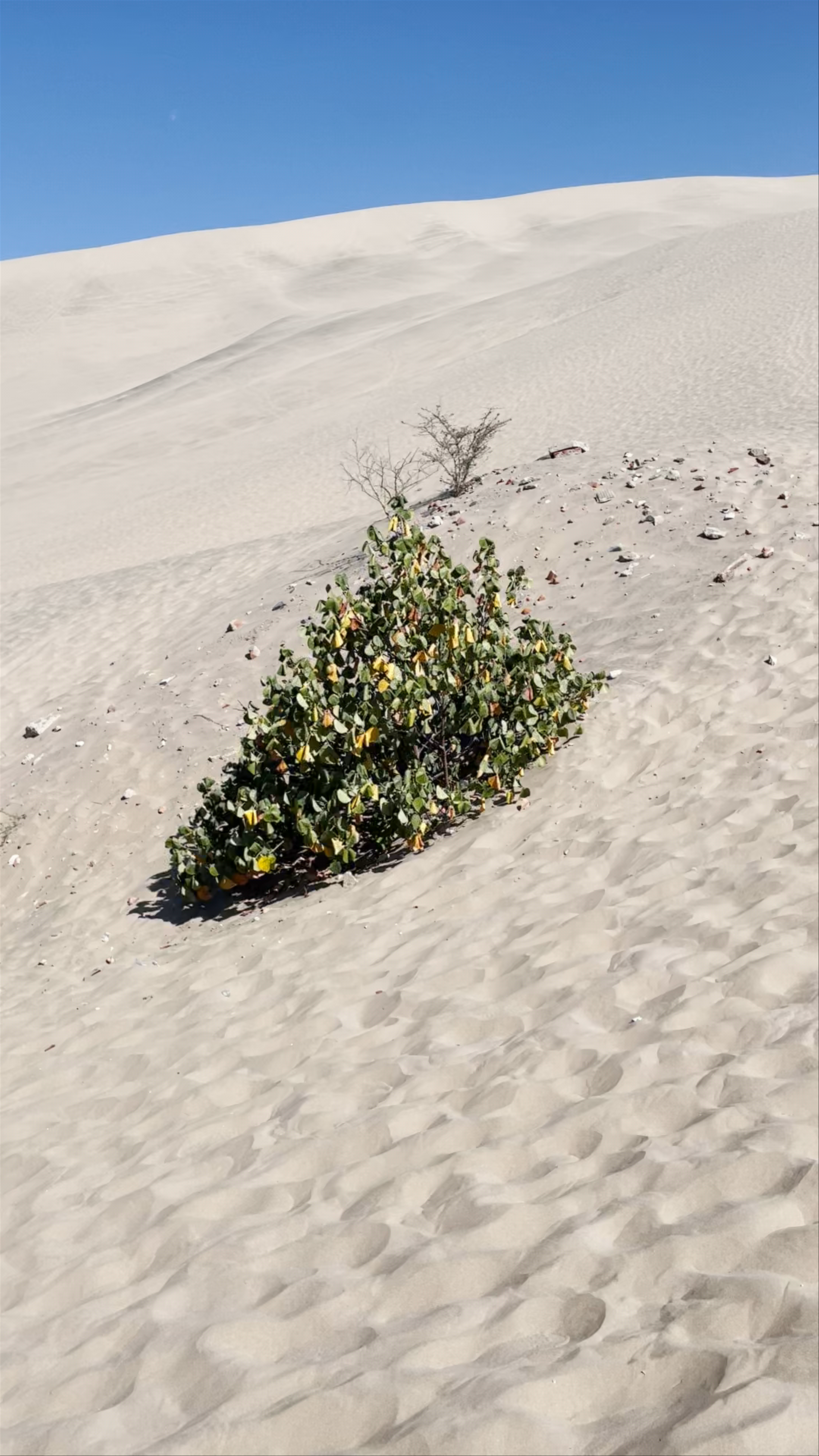 Mirador de Huacachina