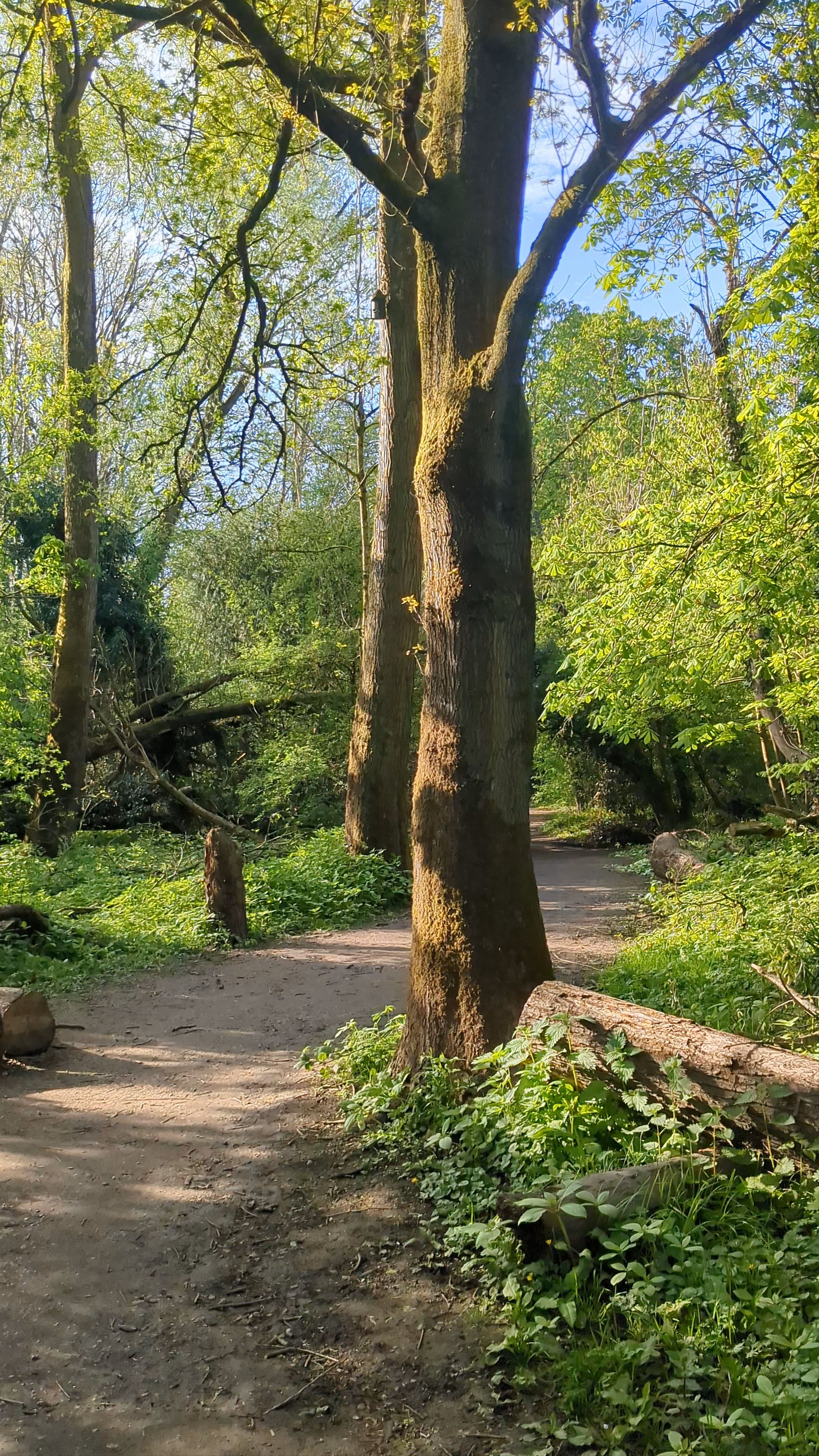 Fletcher Moss Botanical Gardens