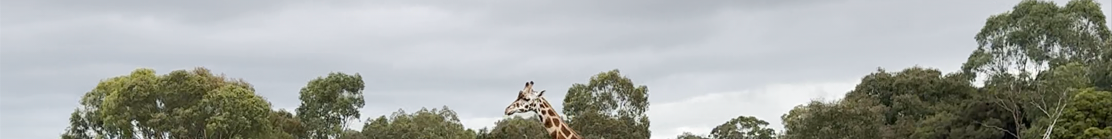 Tours & experiences in Melbourne