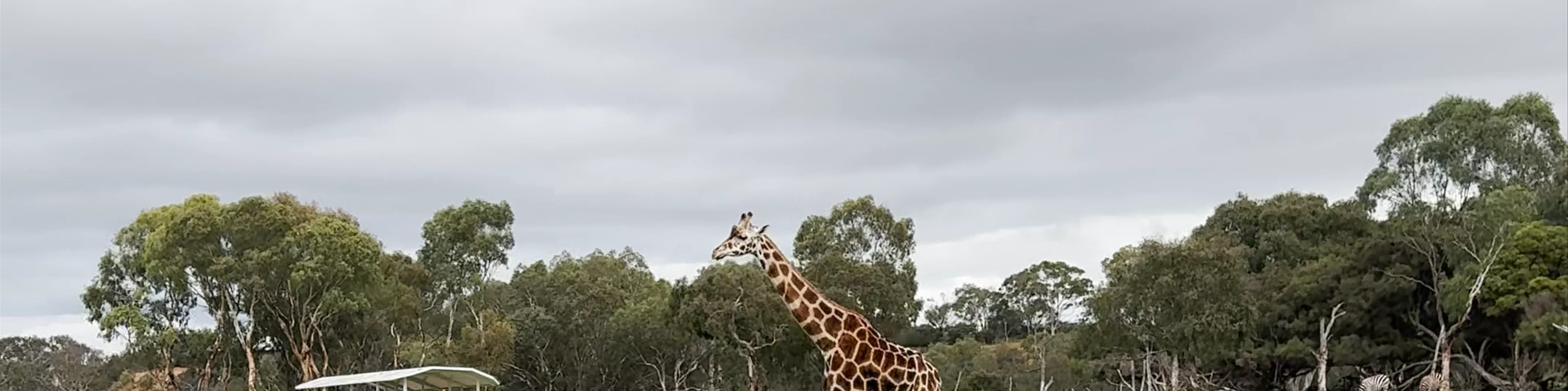 Werribee Open Range Zoo