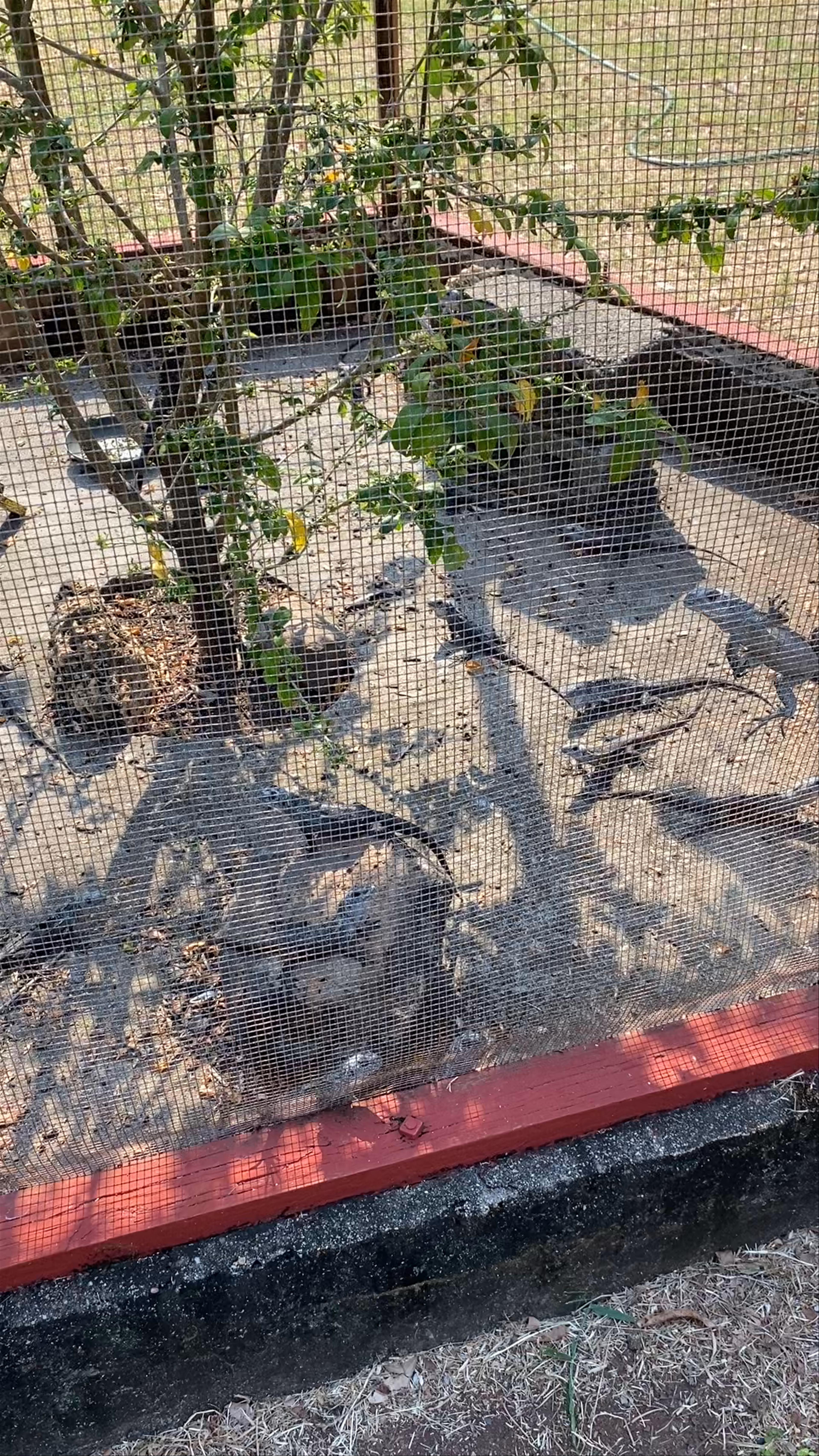 Iguana Research & Breeding Station