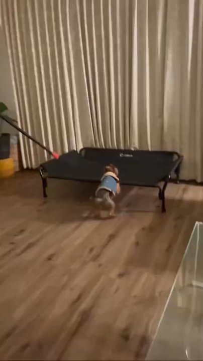 Ravenous Canine - Pet Training Near Me