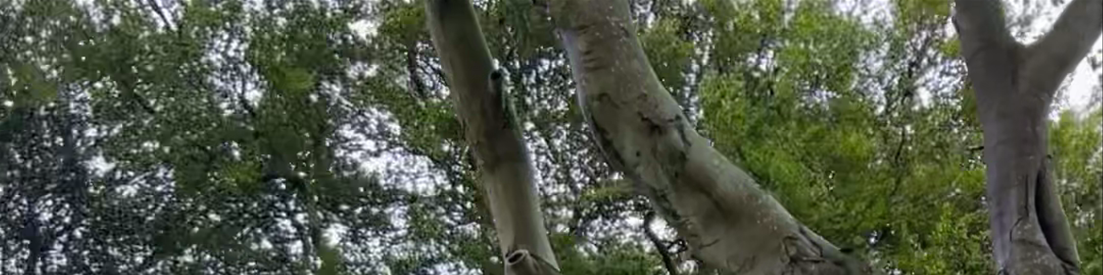 The Dark Hedges, Bregagh Road, Stranocum, Ballymoney