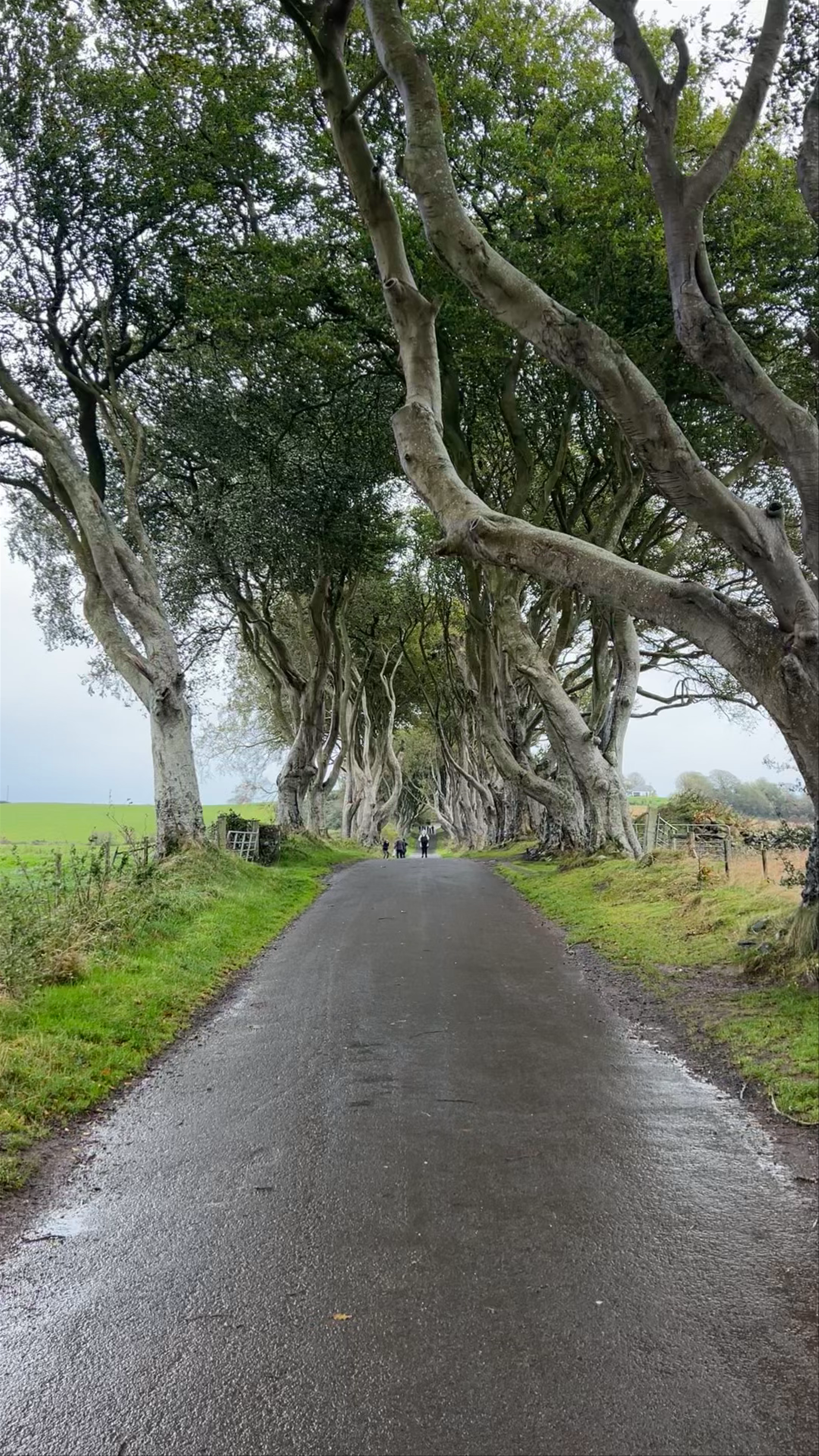 The Dark Hedges: Enchanted Tree Tunnel in Northern Ireland