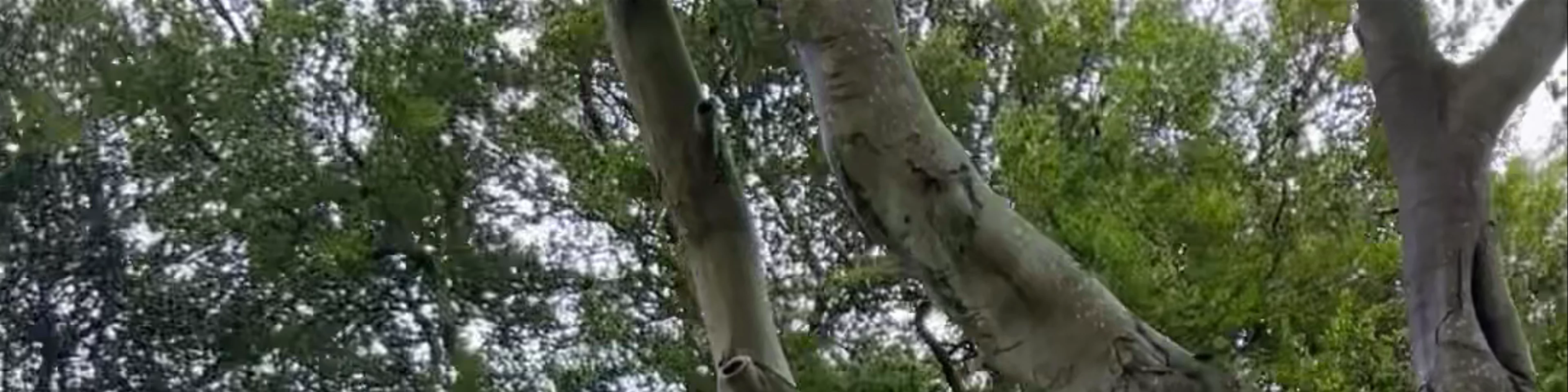 The Dark Hedges