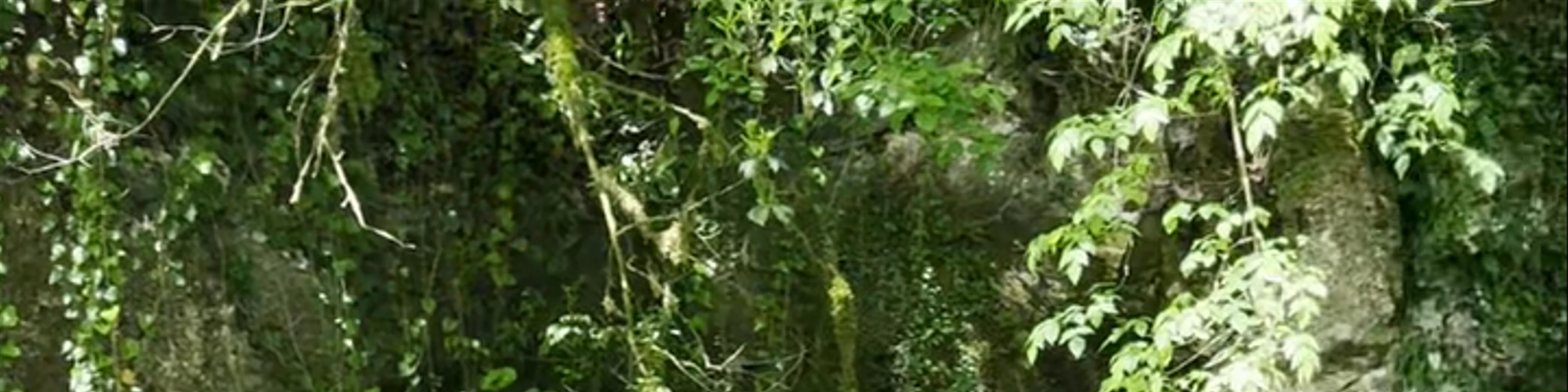 Martvili Canyon Bridge