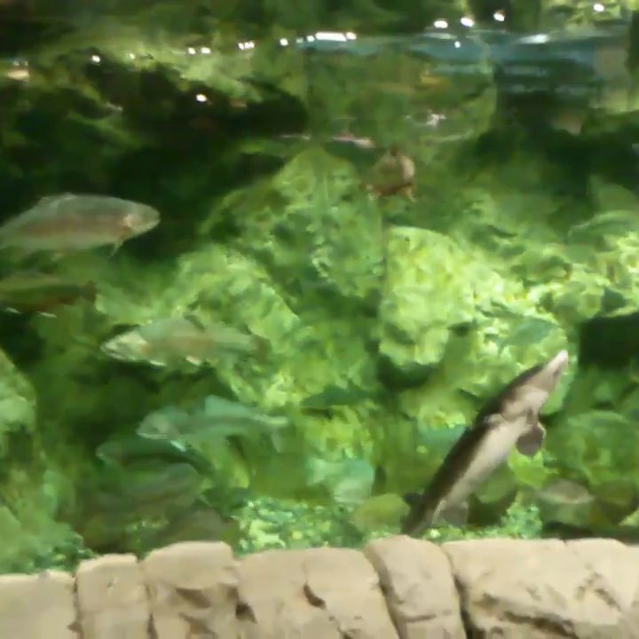 Bass Pro Shops - Fish tank - Outdoor Gear Near Me - Tacoma, Washington