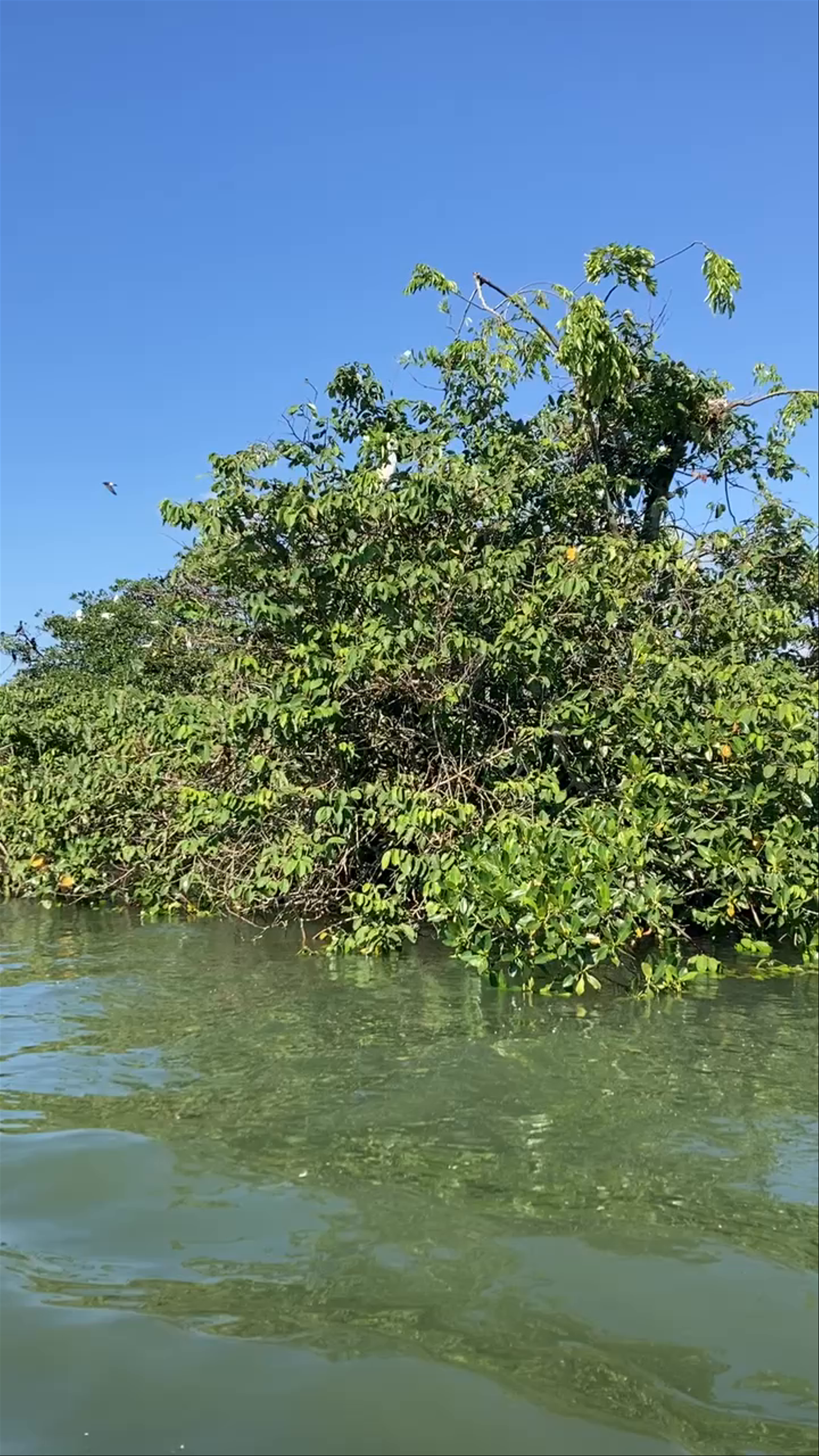 Cayo Palomo