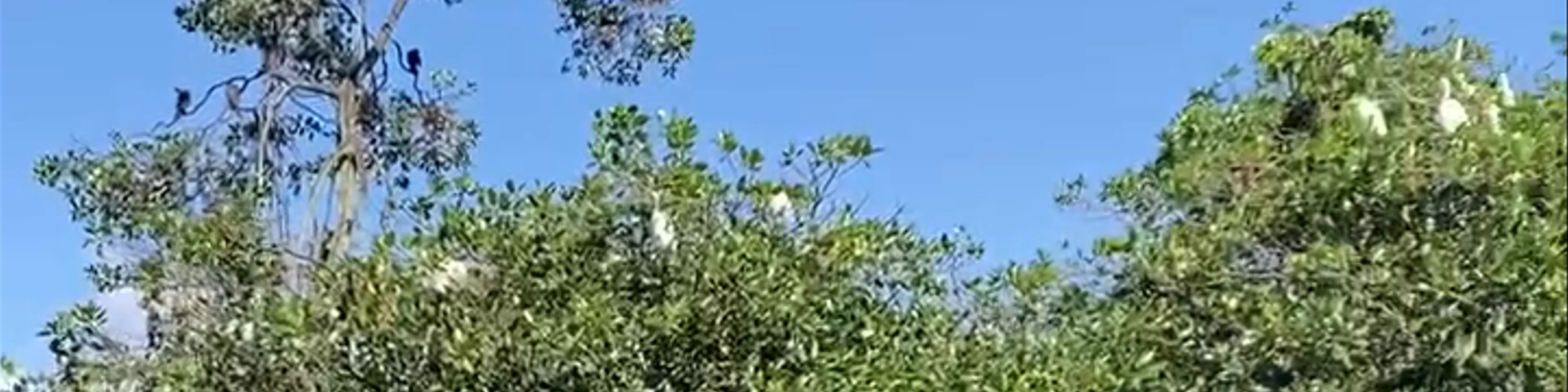Cayo Palomo
