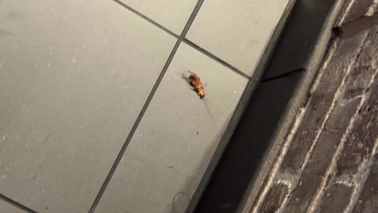Buffalo Wild Wings - THIS PLACE IS DISGUSTING DO NOT EAT HERE IT IS DIRTY AND HAS LIVE ROACHES IT IS 4:50 PM AND THE STAFF ARE WALKING PAST THIS ROACH !! - Chicken Wings Near Me - Spring, Texas