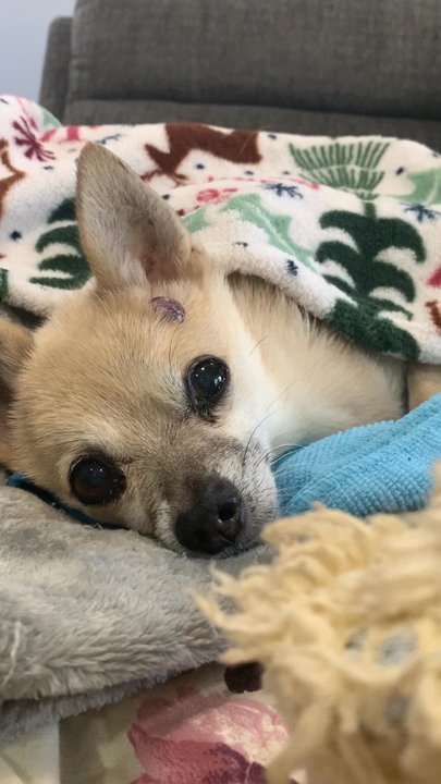 UrgentVet - Richardson - Leo on his last day on earth. - Veterinarians Near Me - Richardson, Texas