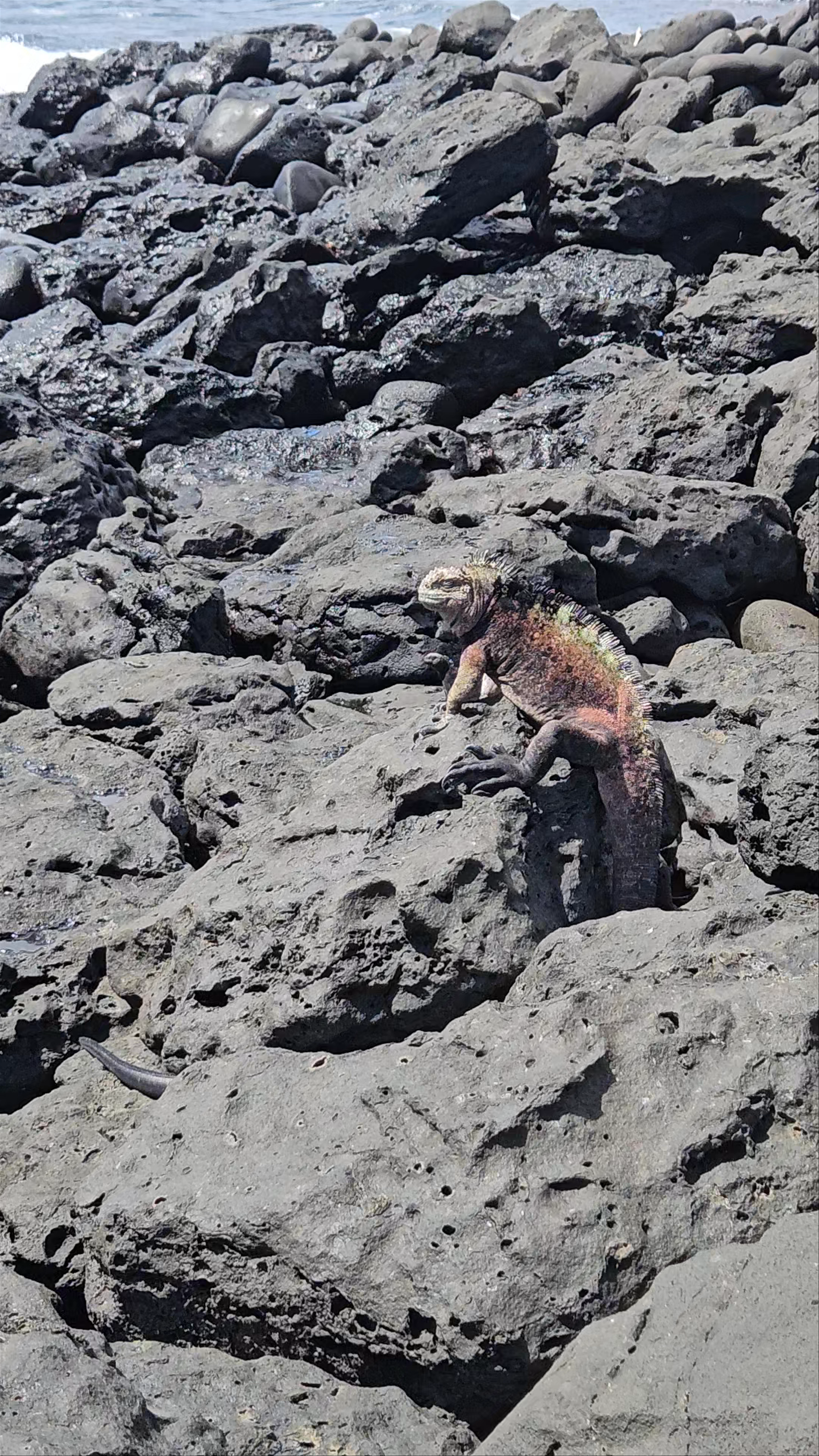 La Lobería | Ingreso