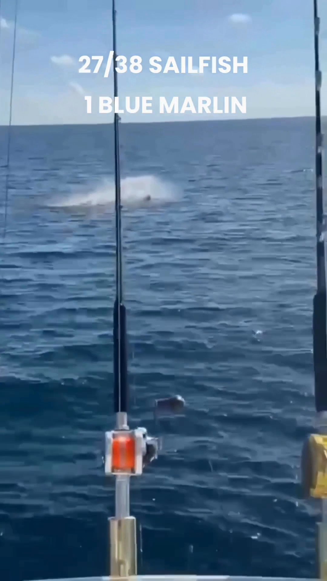 Costa Rica bite was ON 🔥
27 for 38 on sails + 1...