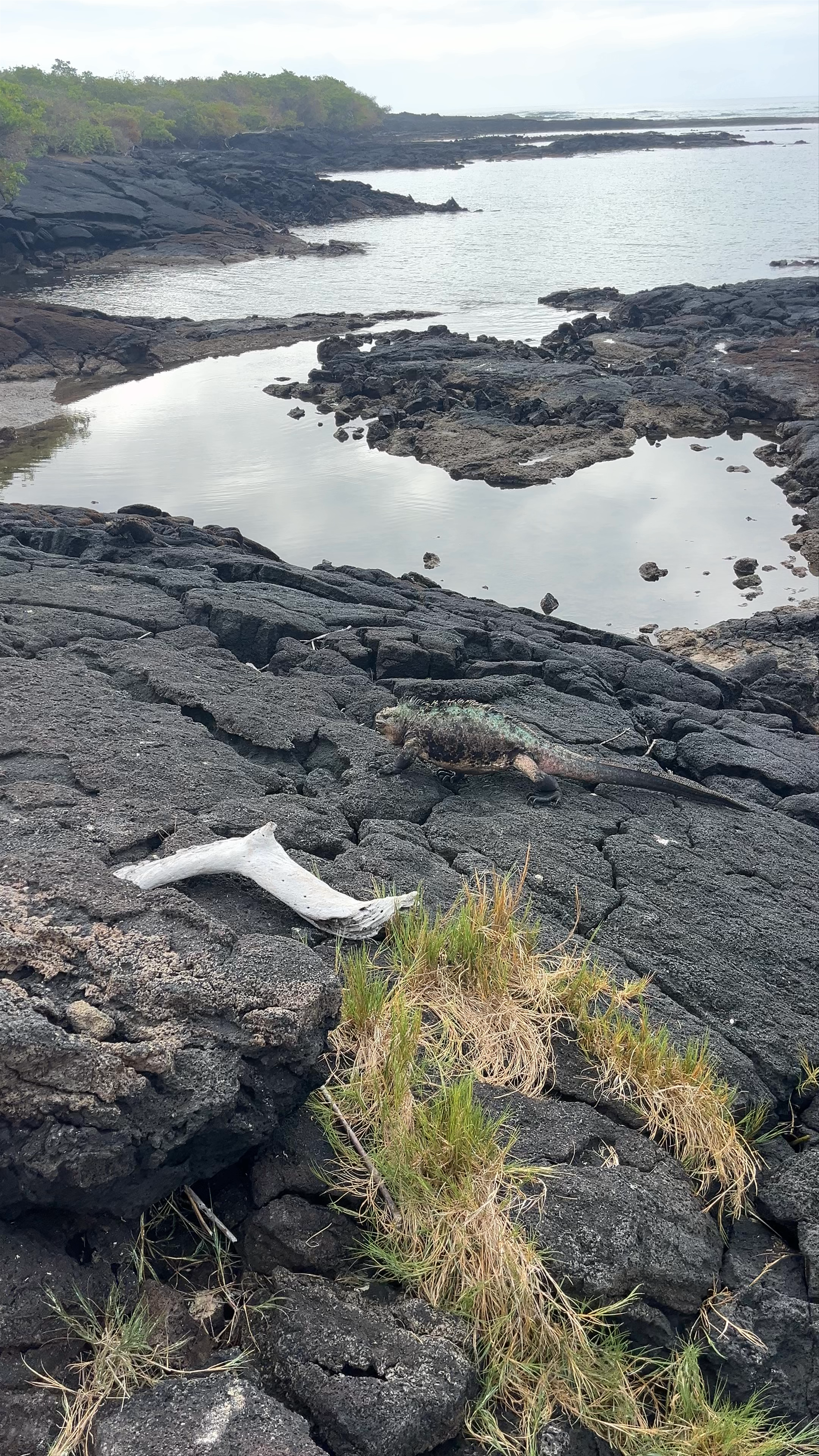 Galápagos Marine Iguana at Los Tunos Shoreline, Puerto Villamil