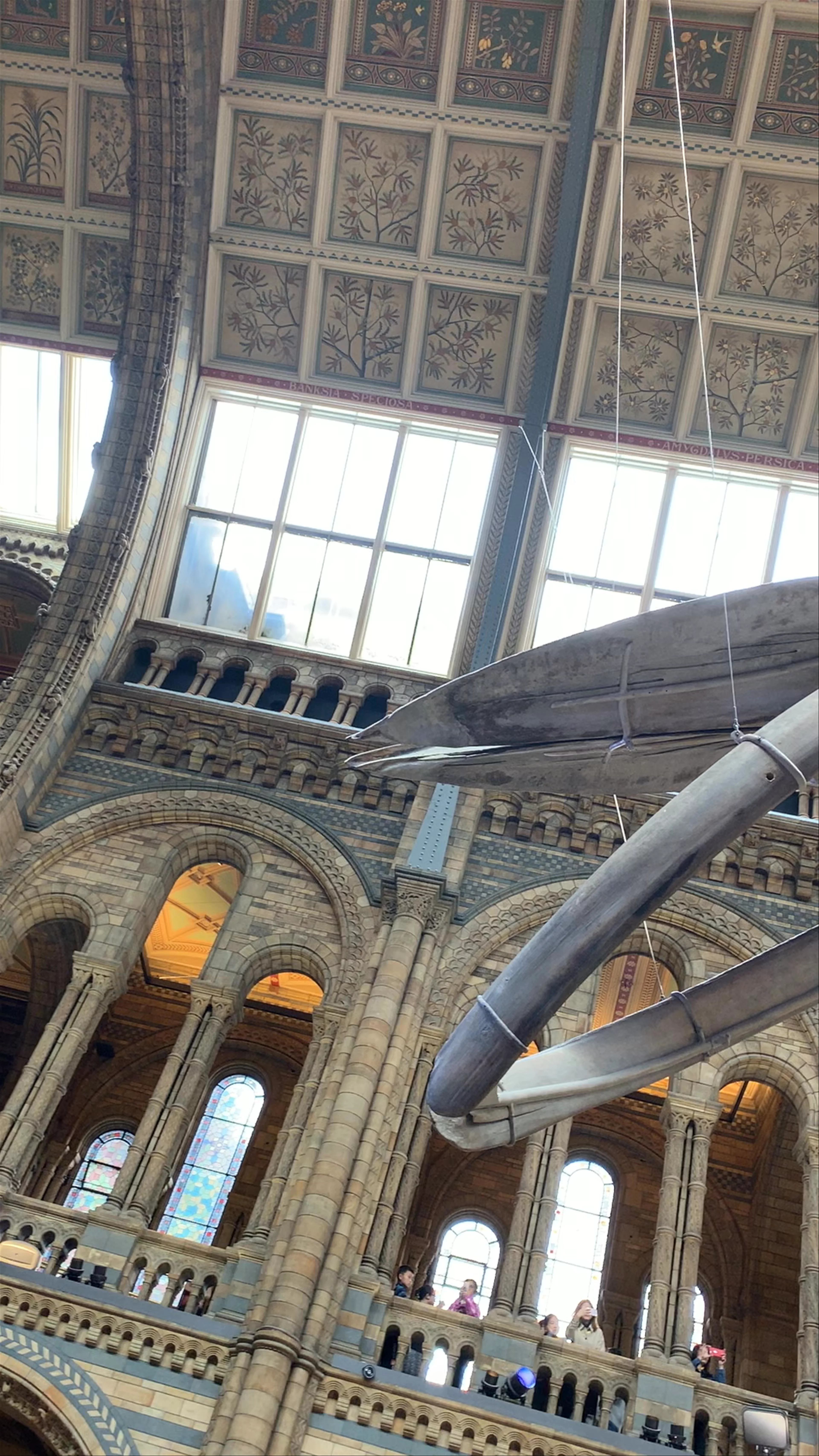 Natural History Museum, Cromwell Road