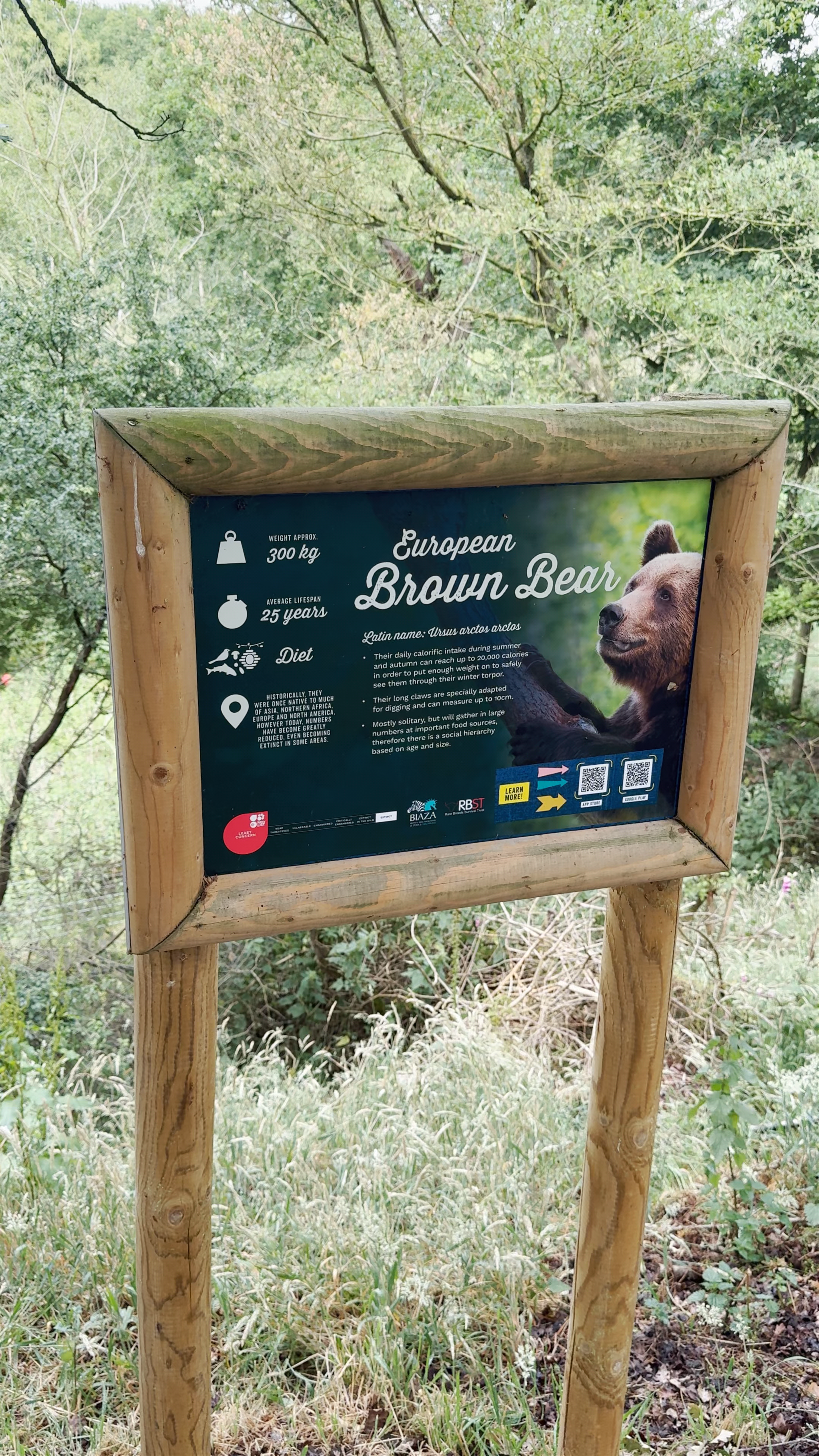 Discover European Brown Bears at Jimmy’s Farm & Wildlife Park in Ipswich