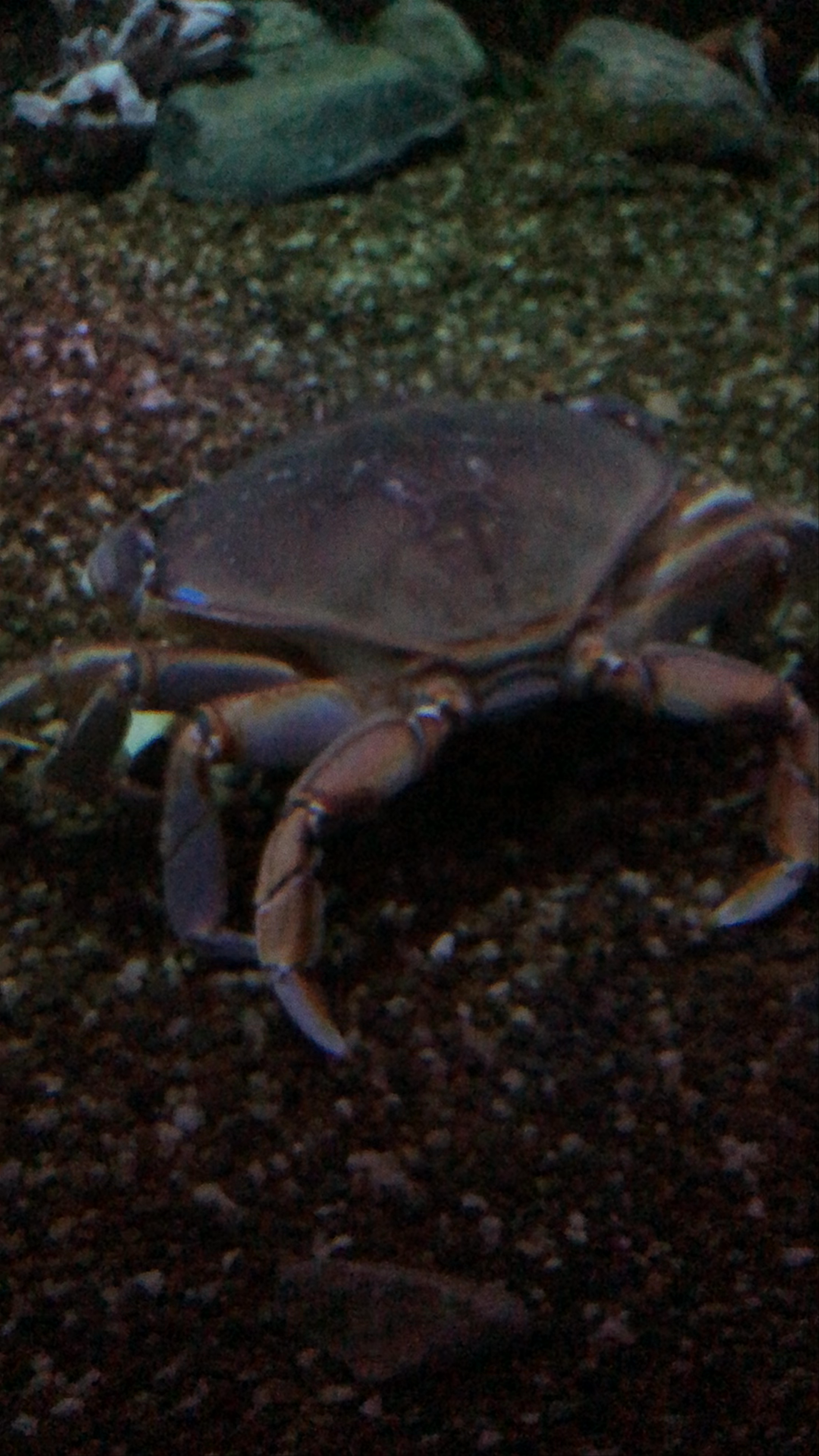 Discover Marine Mysteries at Ripley's Aquarium Toronto