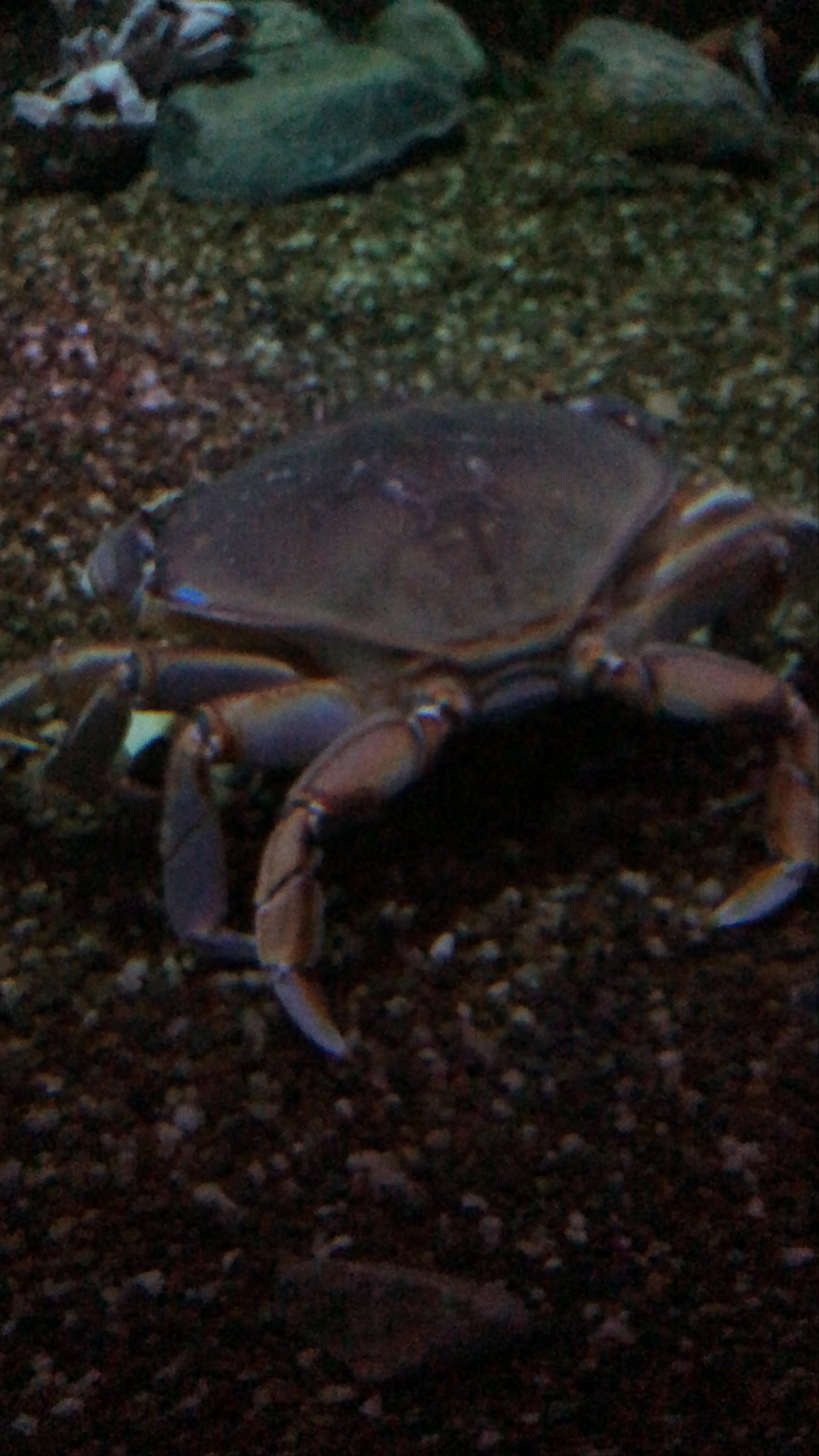 Ripley’s Aquarium of Canada