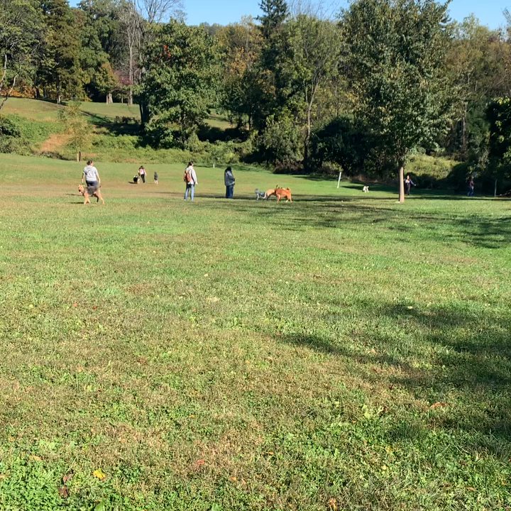 Harford Park - Instagram: @kikotherescue - Dog Parks Near Me - Wayne, Pennsylvania