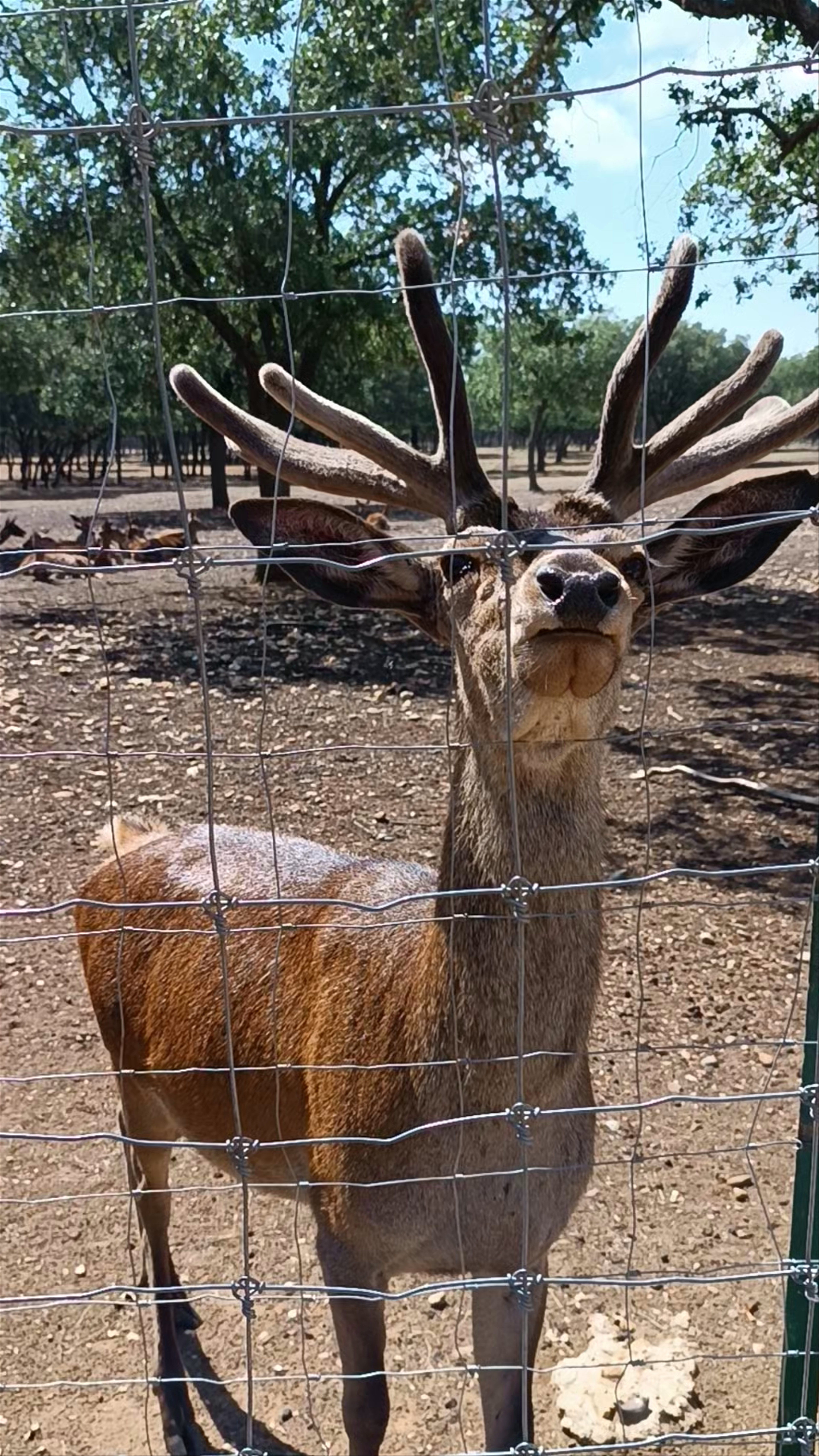 Reserva de ciervos "Parque de Valdellano"