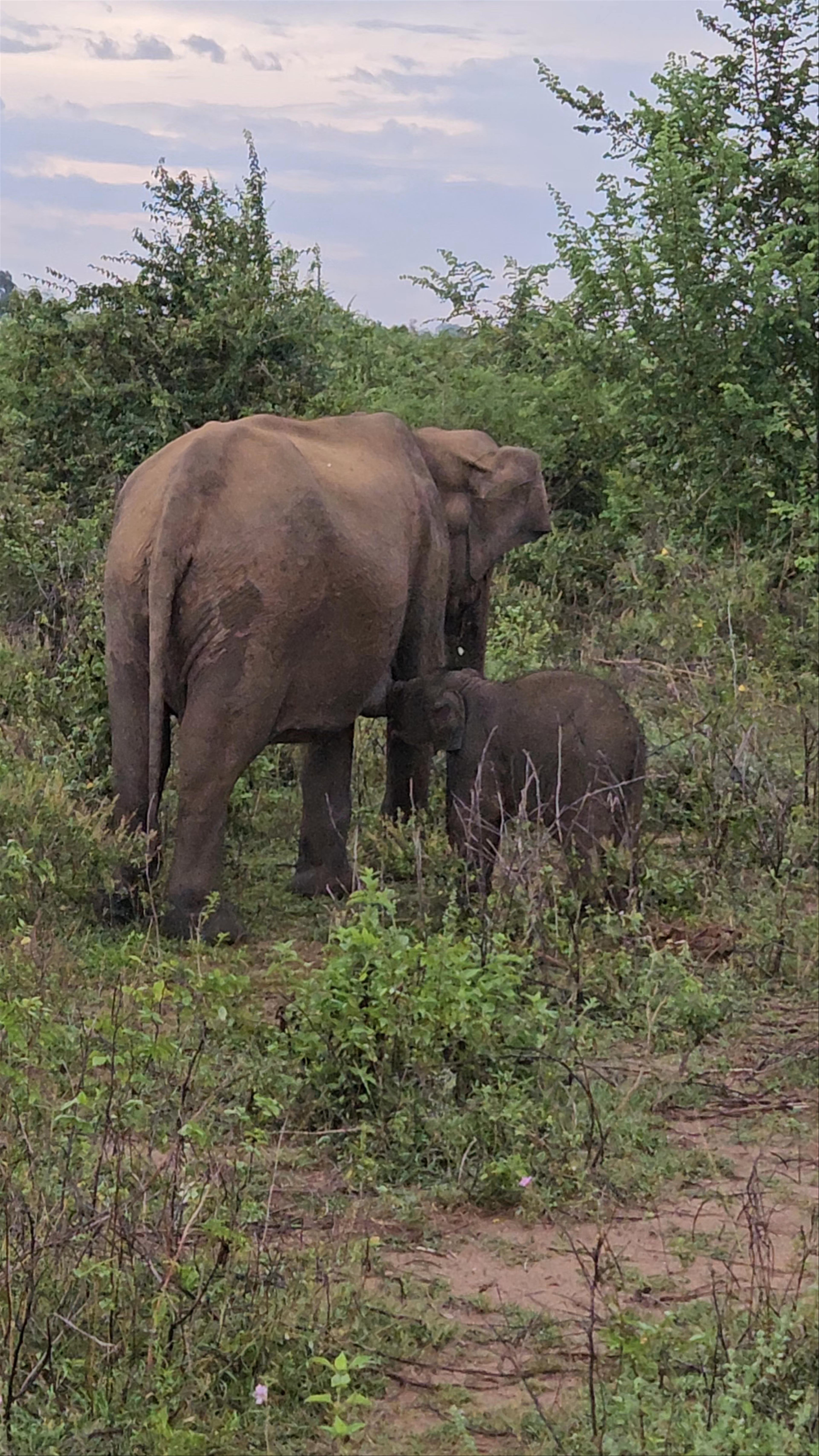 Udawalawe National Park