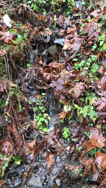 Guy W Talbot State Park - Flowing water along the trail - Parks Near Me - Corbett, Oregon