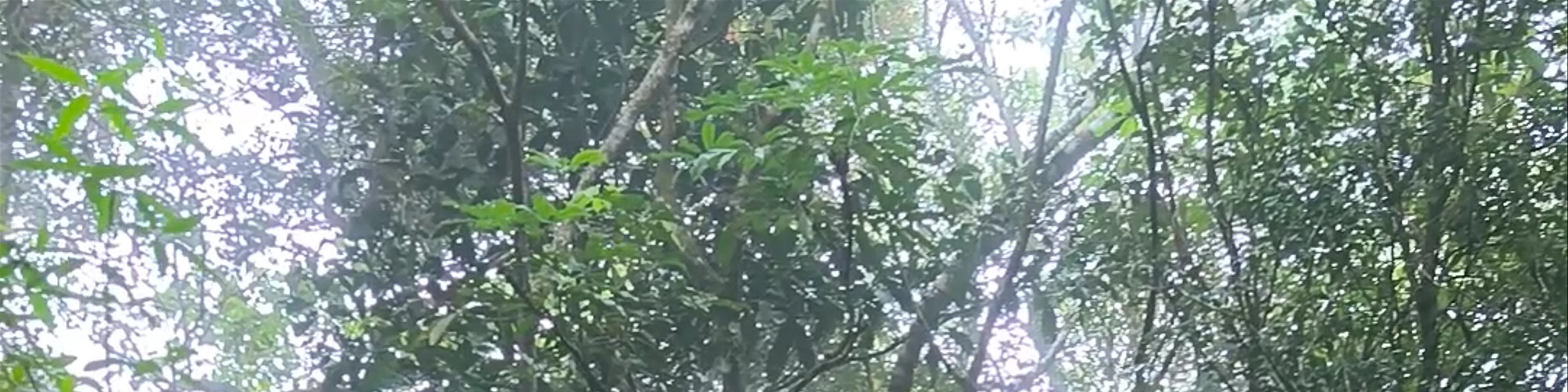 Kinabalu Park