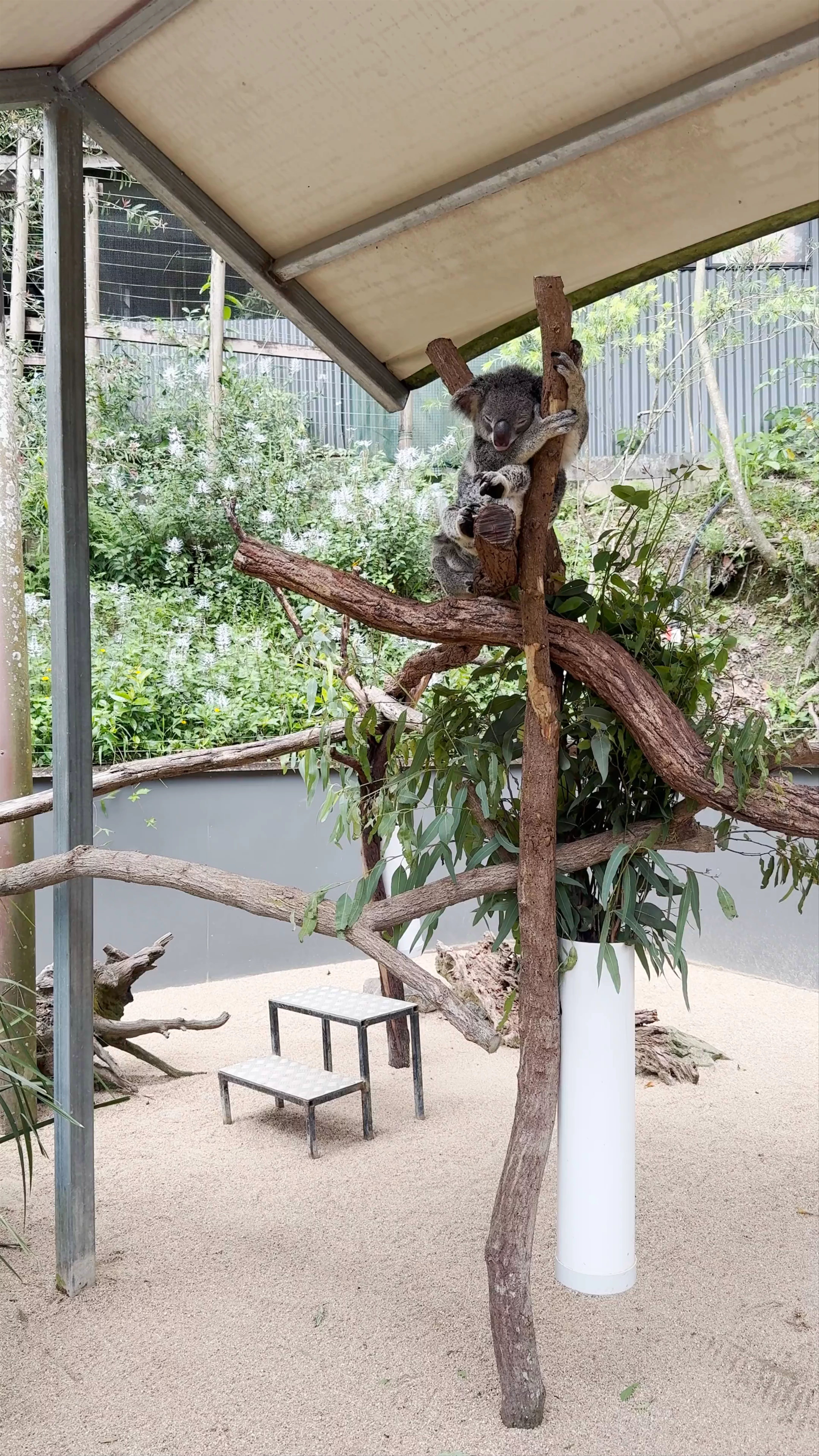 Kuranda Koala Gardens