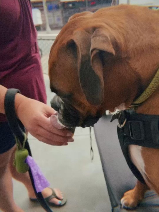 Better Buzz Coffee - Pup cup - Coffee & Tea Near Me - San Diego, California