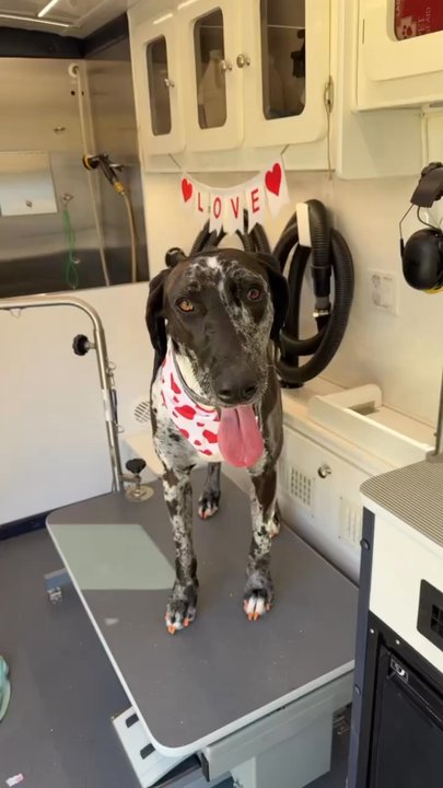 Fresh Paws Spa - Pet Groomers Near Me