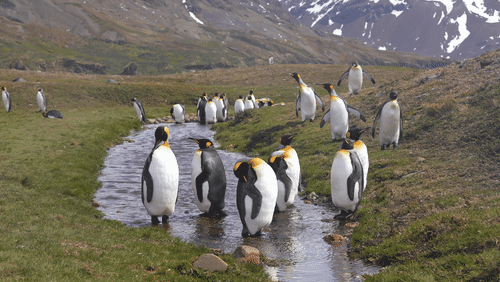 King Penguins on Saint Georgia Island animated gif