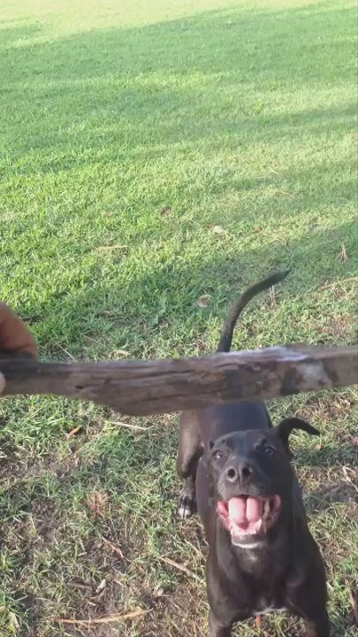 Confederate Park - Dog Parks Near Me - Jacksonville, Florida
