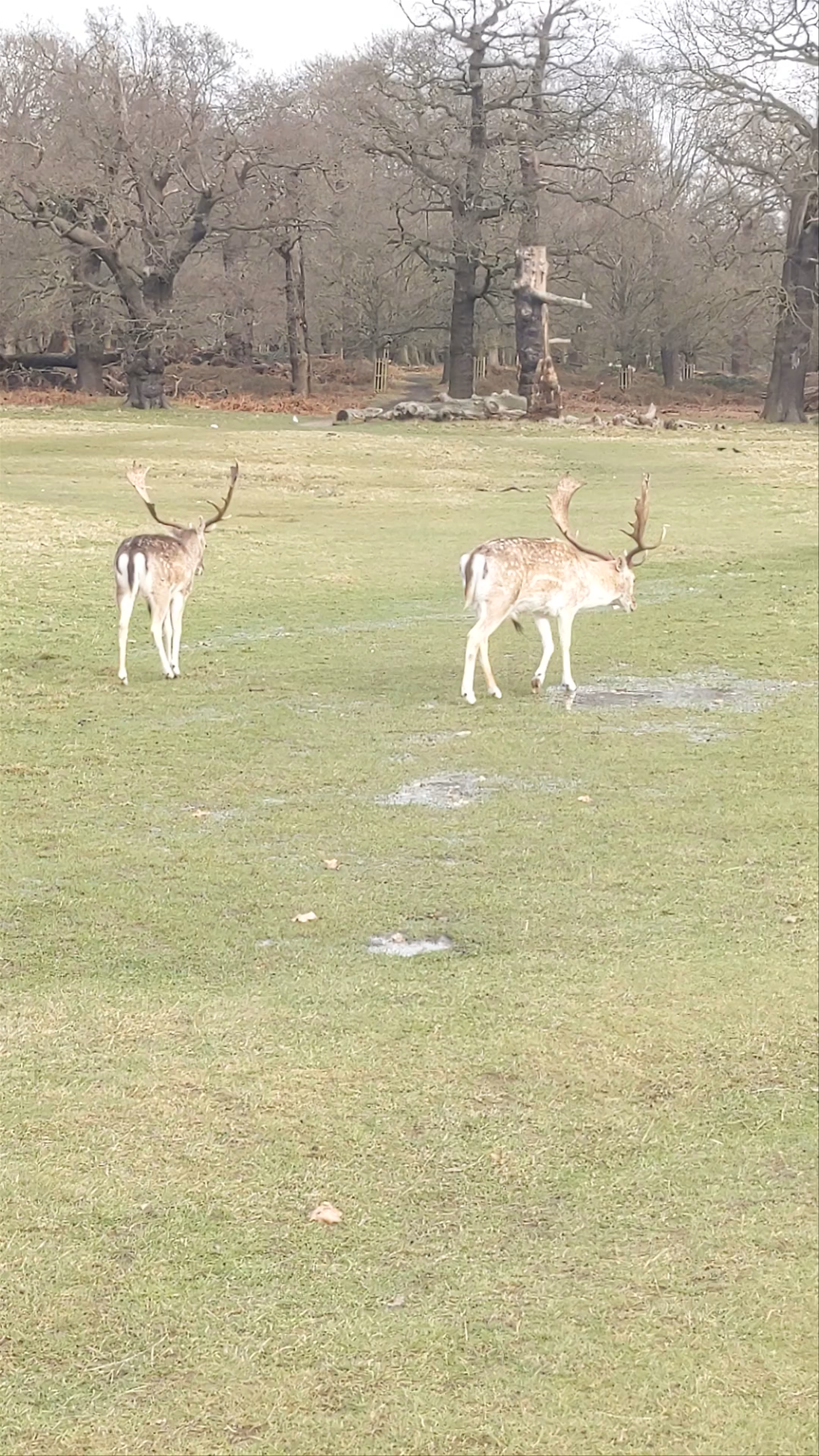 Richmond Park