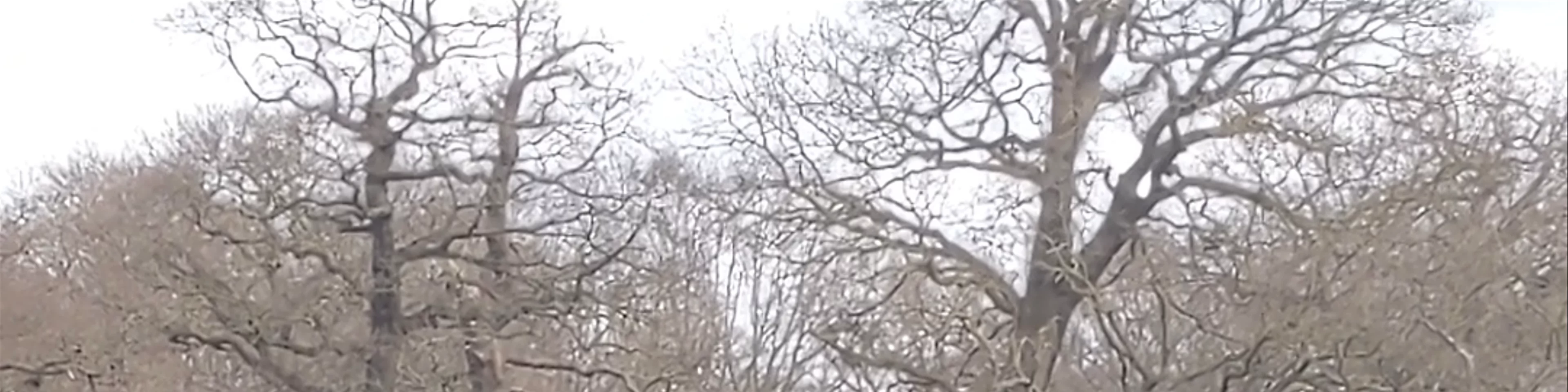 Richmond Park