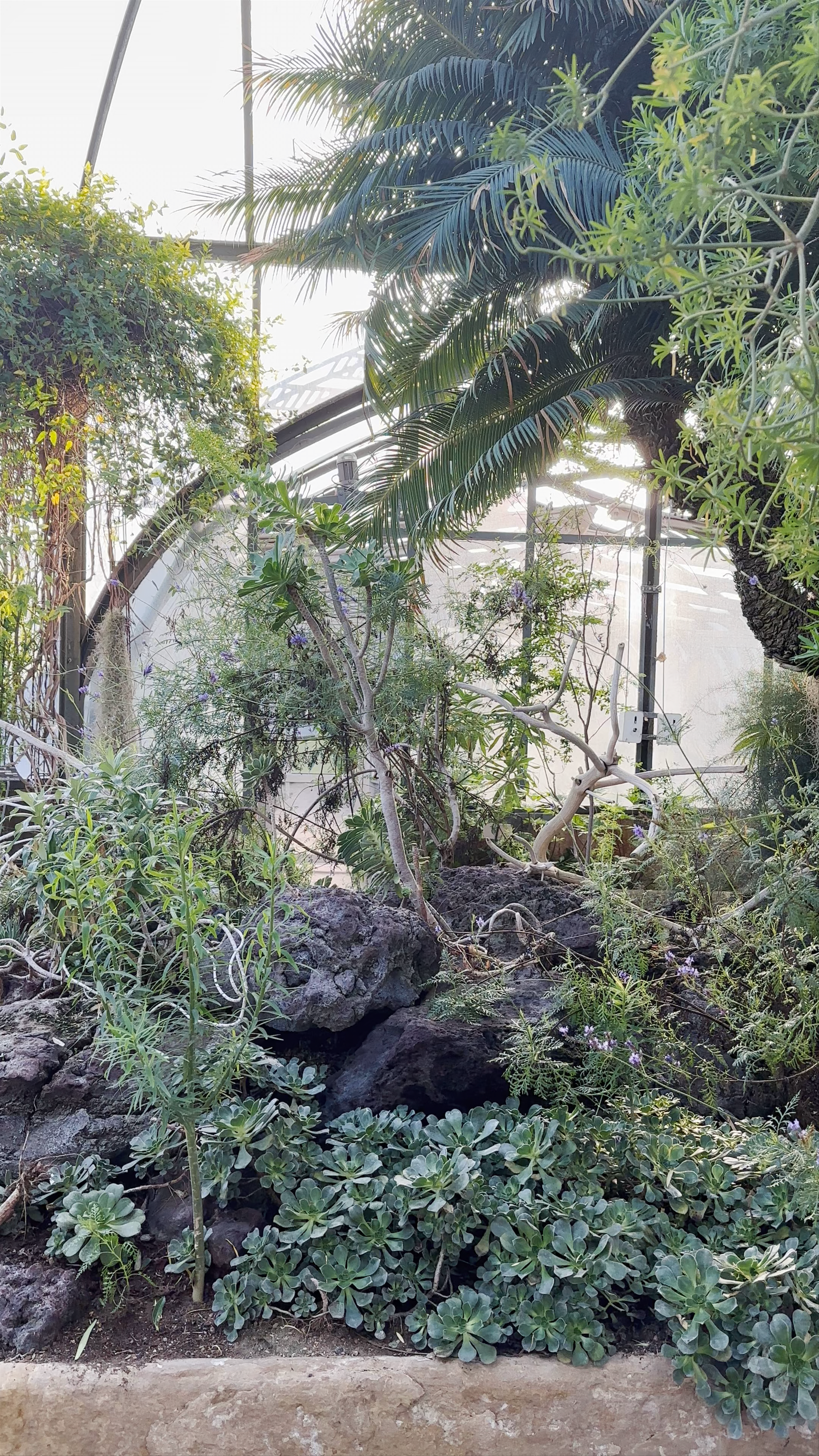 Serres des plantes carnivores et d'Afrique du Sud du parc de la Tête d'Or