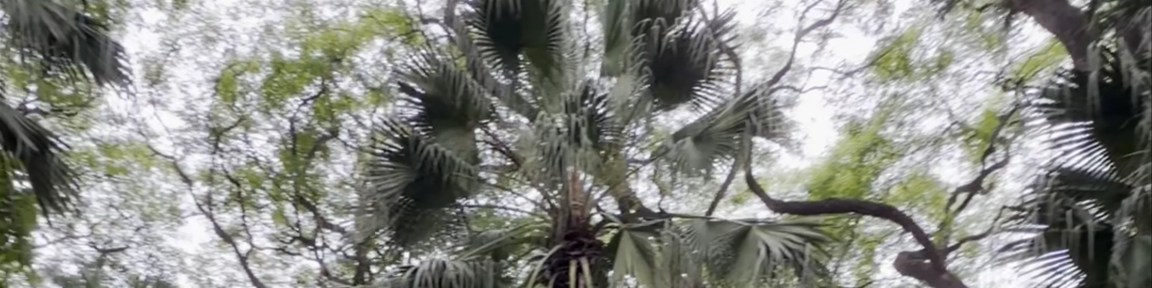 Jardín Botánico