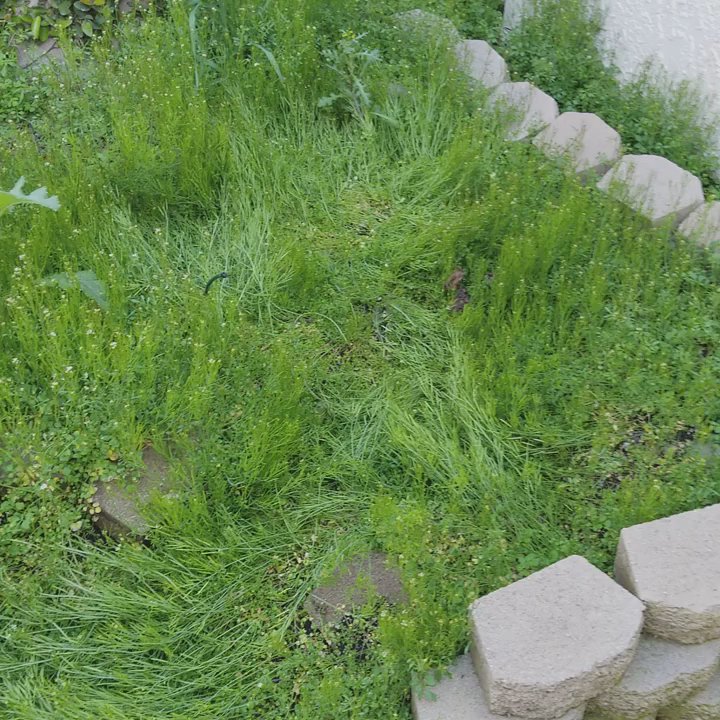 Fantasyscapes, Inc. - This is a video of our back yard thst we would like to clean and mske beautiful - Landscape Architects or Designers Near Me
