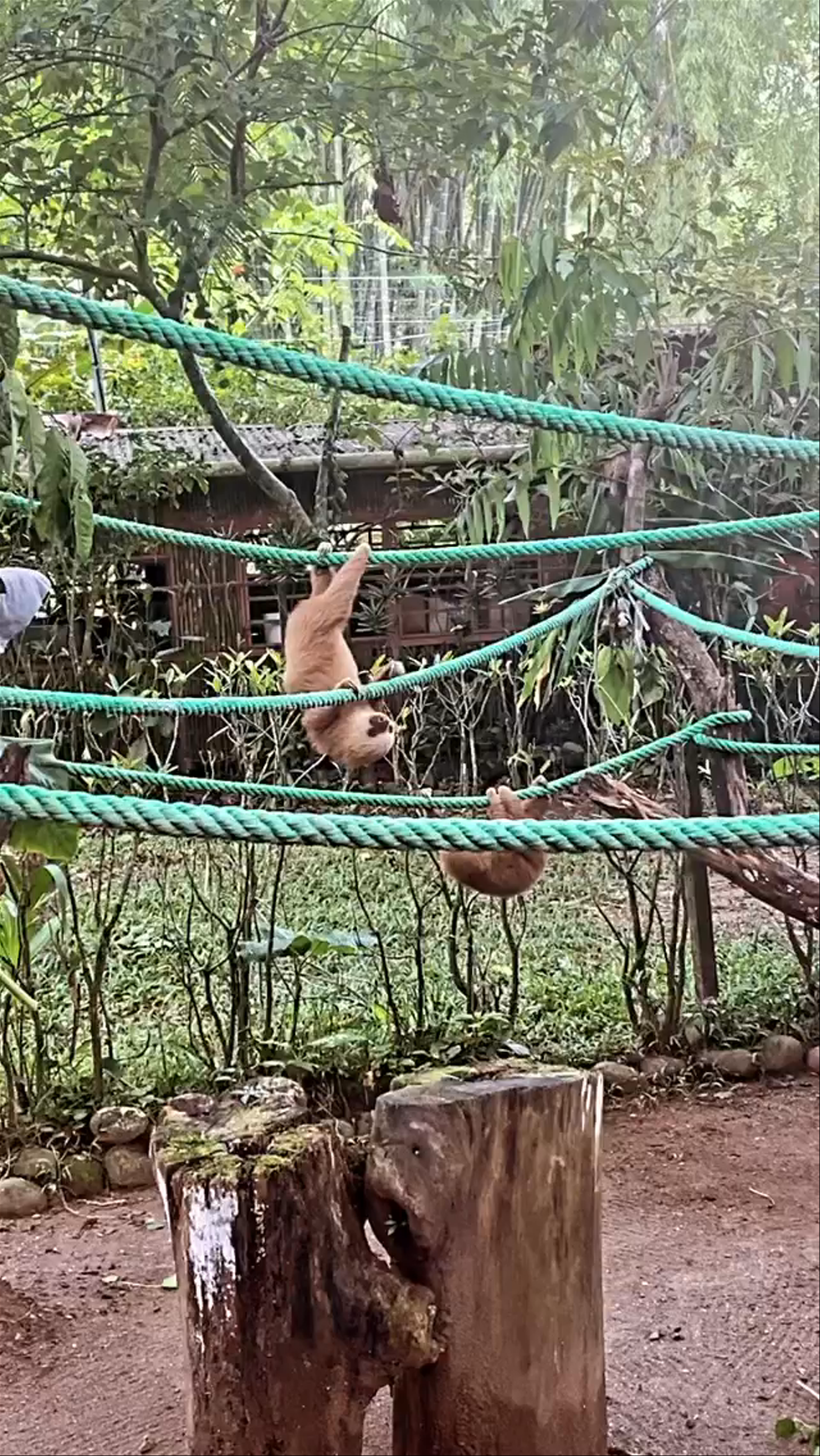 Jaguar Rescue Center