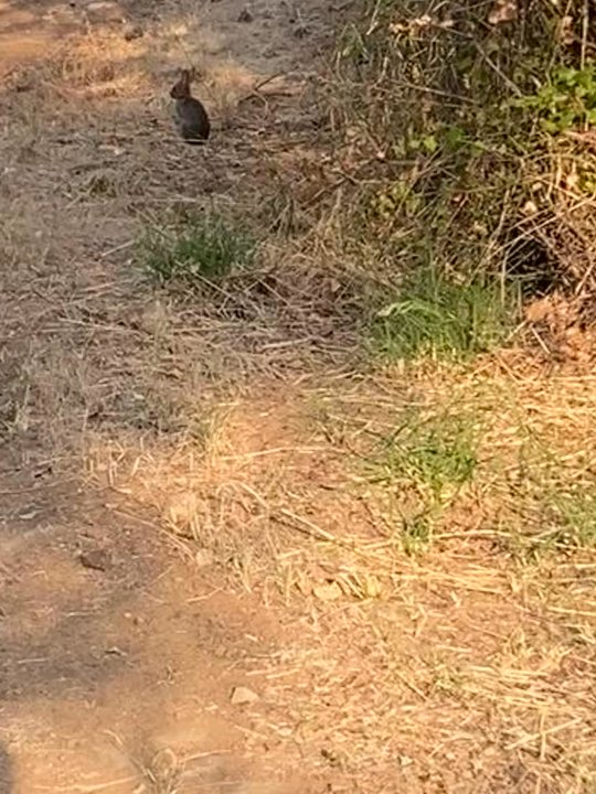 Bulldog Loop - Lots of bunnies - Hiking Near Me - Calabasas Highlands, California