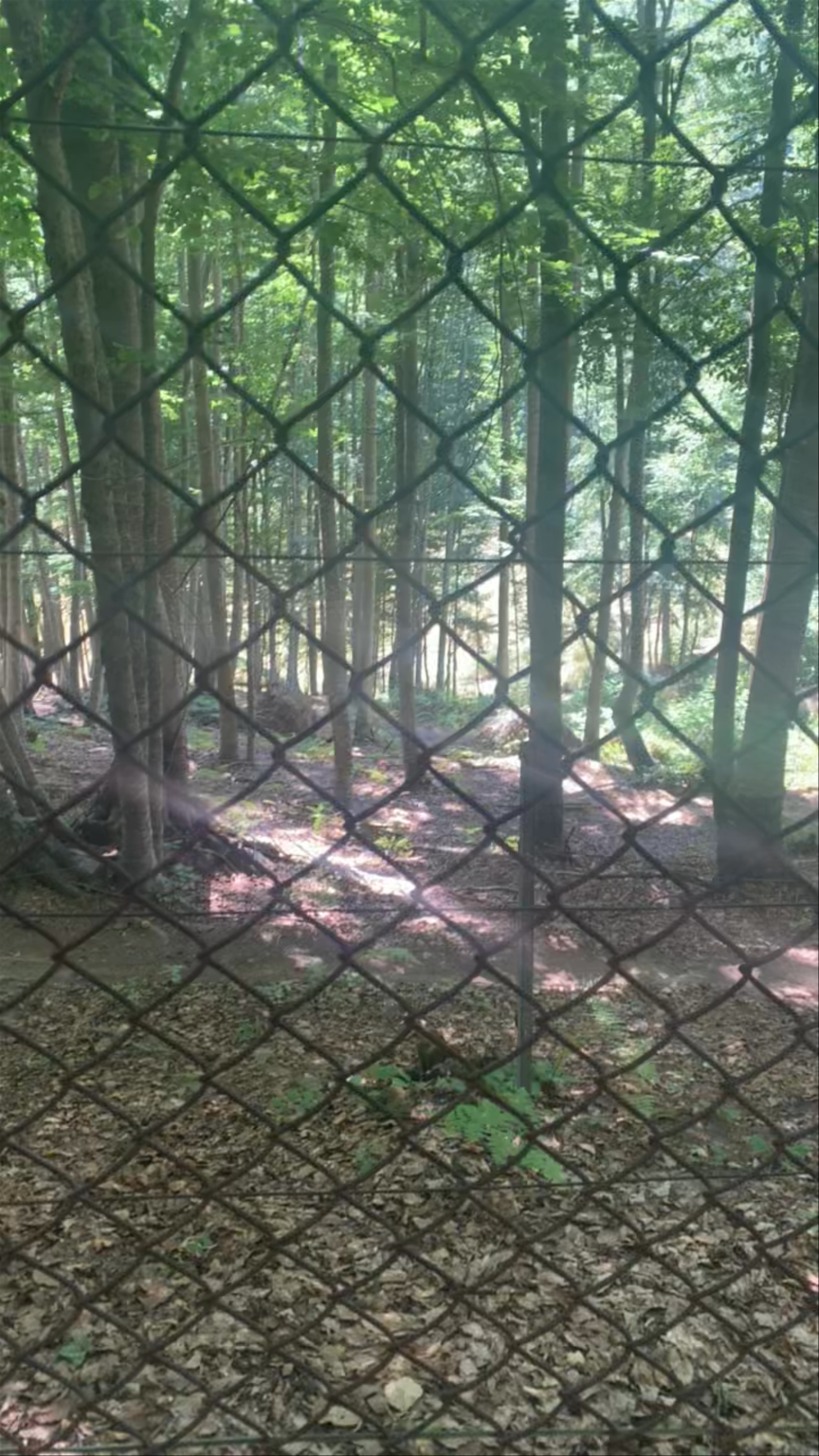 Κέντρο Προστασίας Αρκούδας - Bear Conservation Area