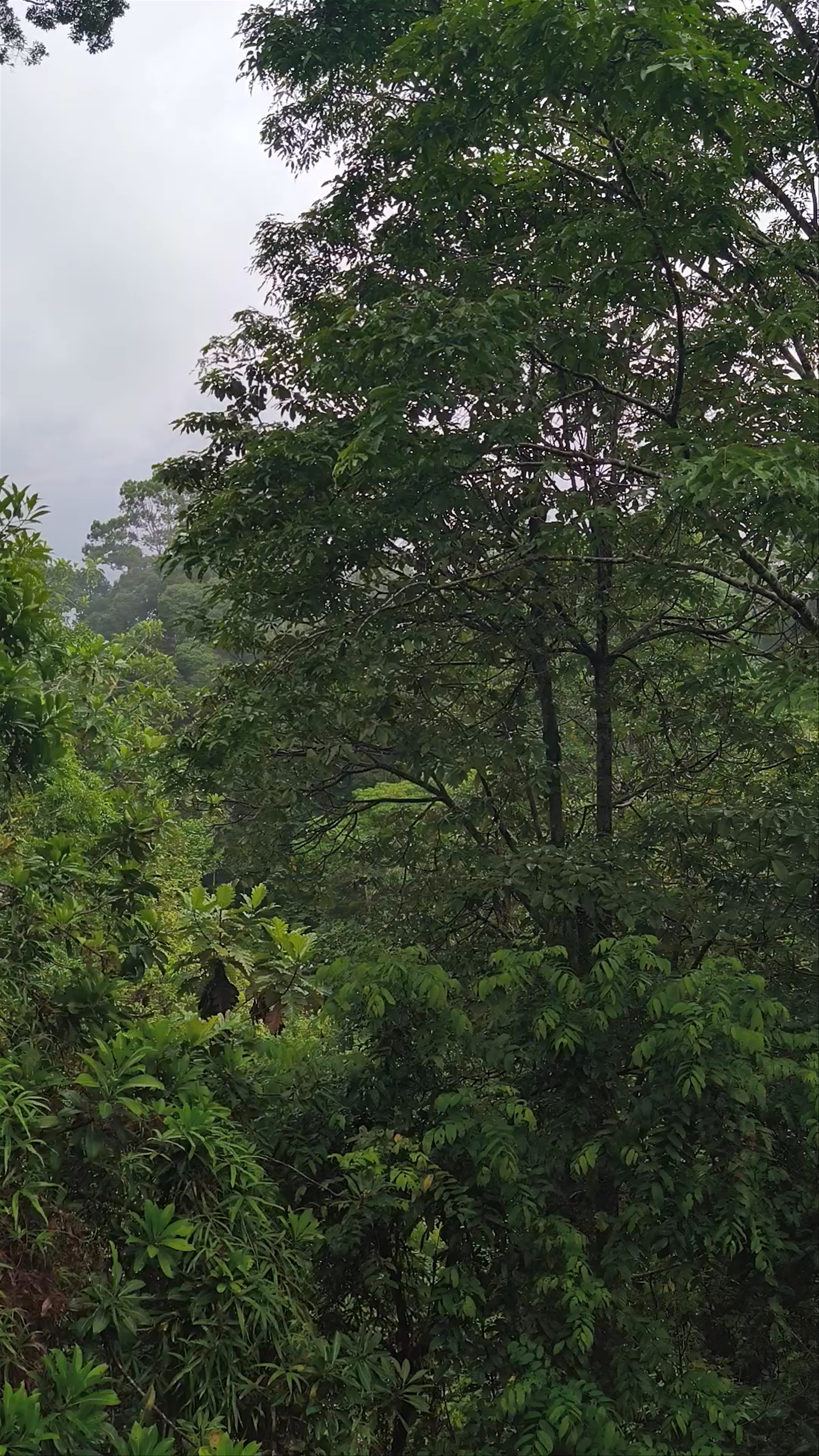 Rainforest Discovery Centre: Immersed in Sabah’s Verdant Jungle