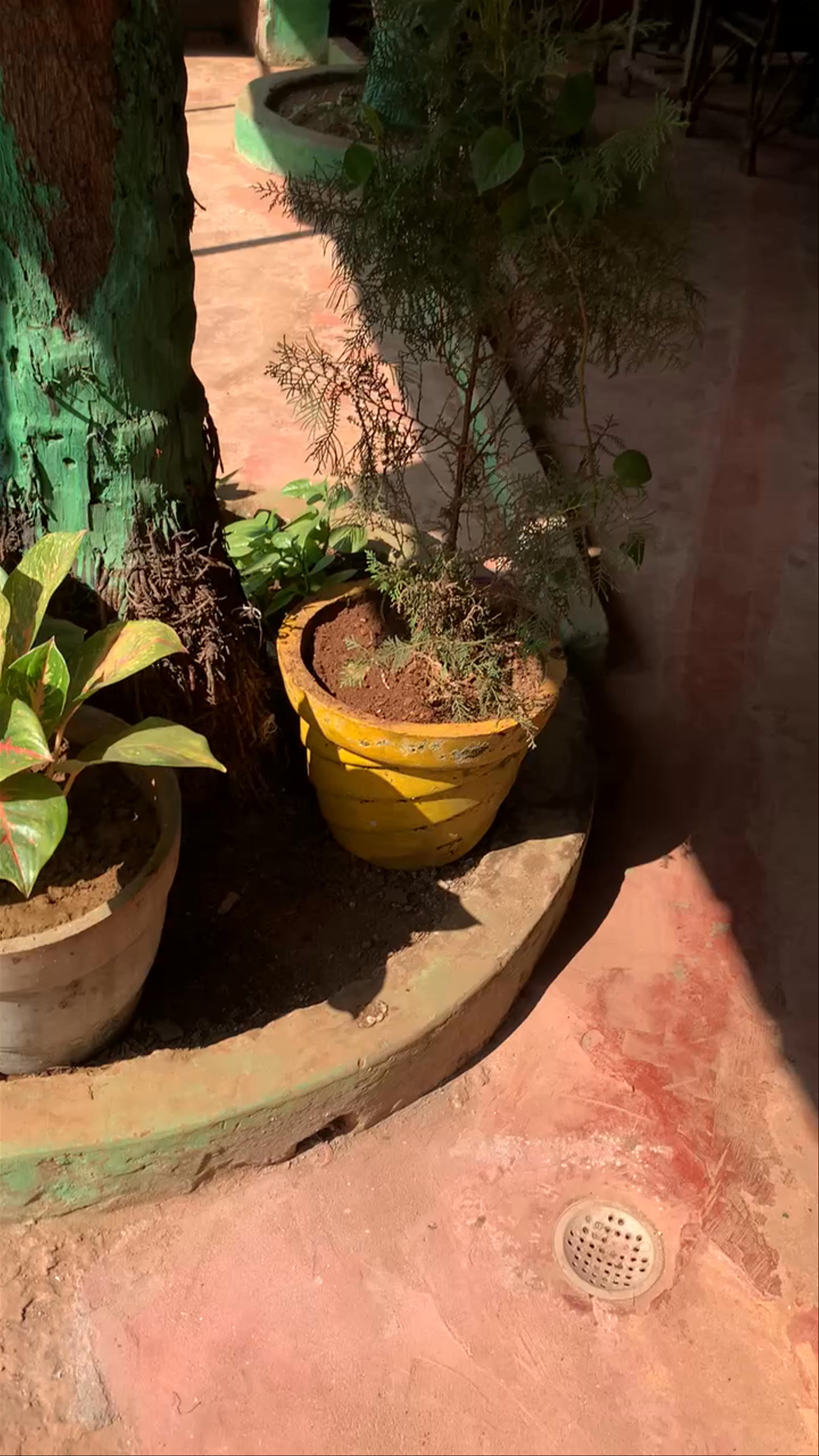 Romya Guest House Restaurant and Bar